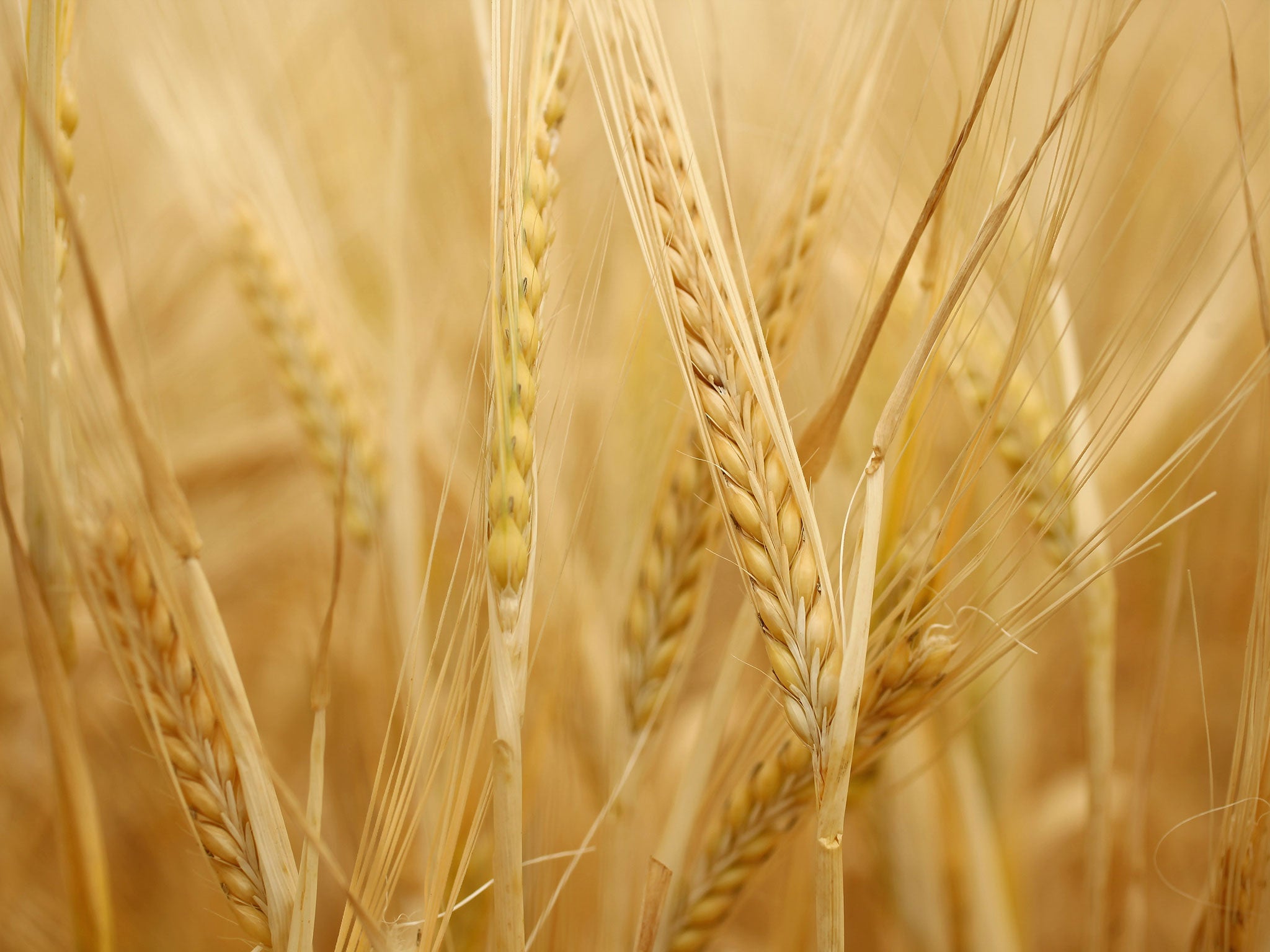 Demand for basic commodities such as wheat is set to soar over the next two decades