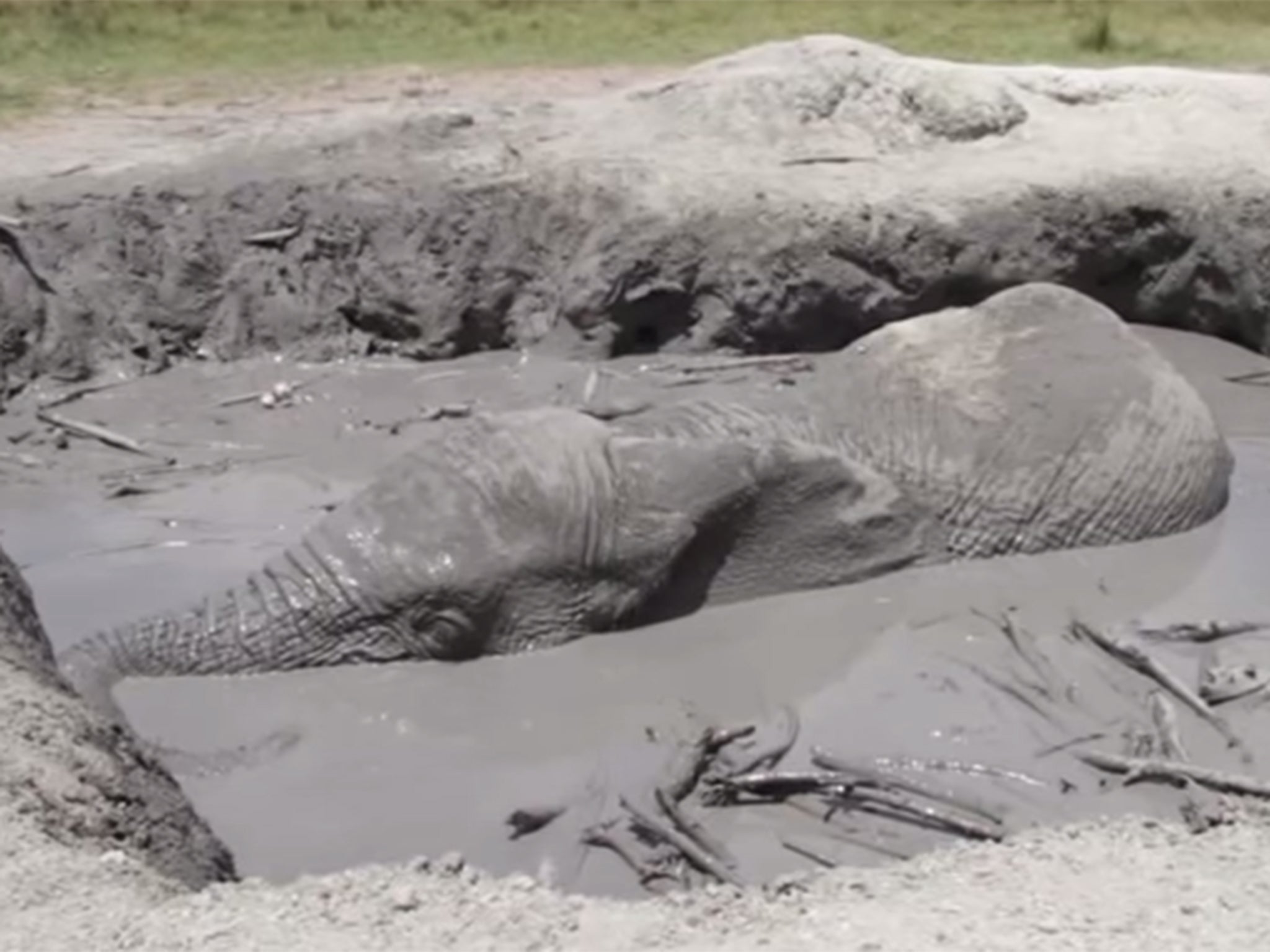 The steep sides left the male elephant stuck fast in the mud