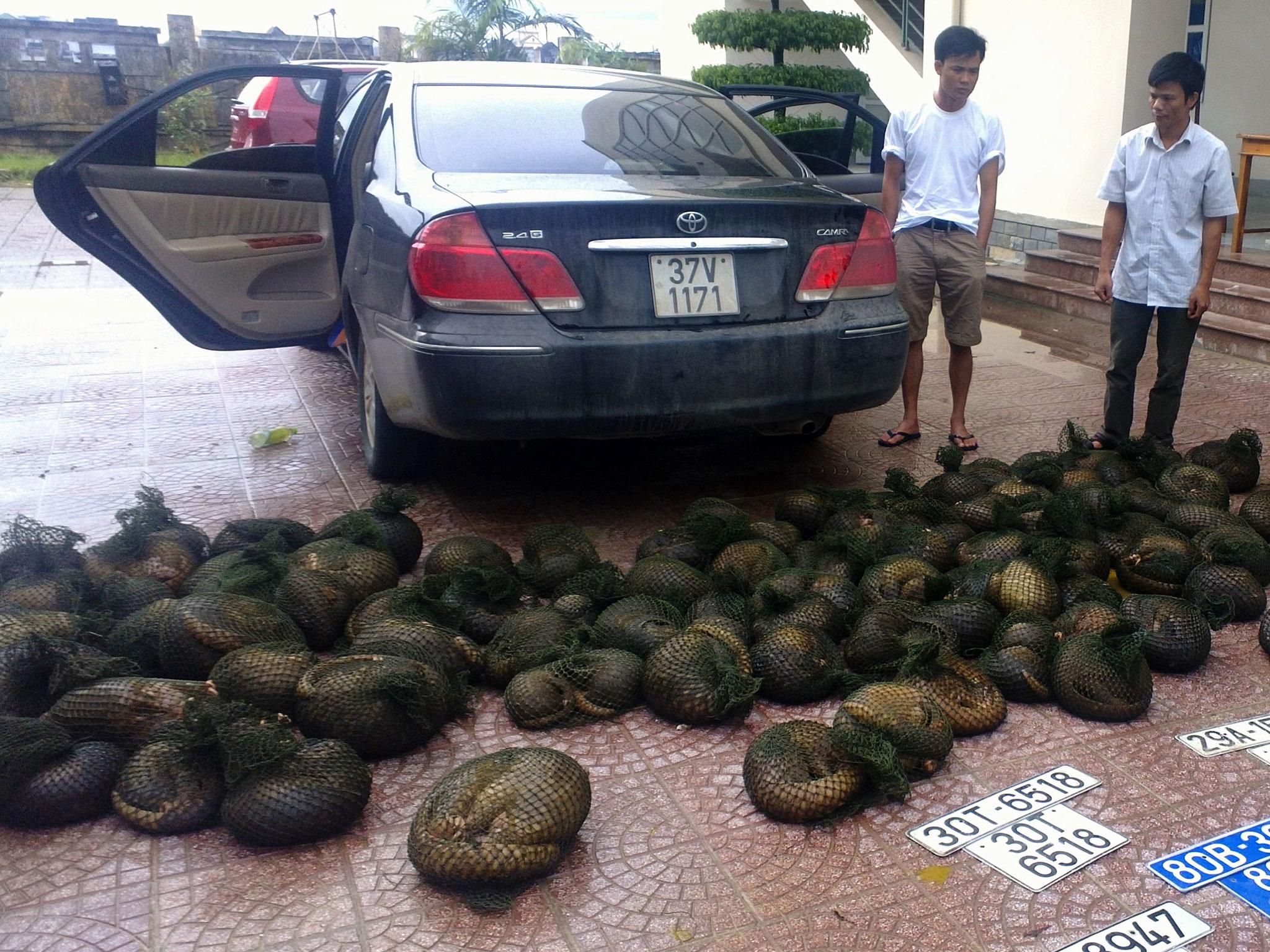 Two suspected wildlife smugglers caught with pangolins in Vietnam