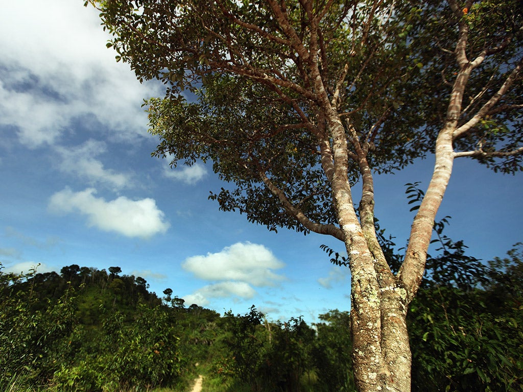 Researchers studied trees across the Amazon