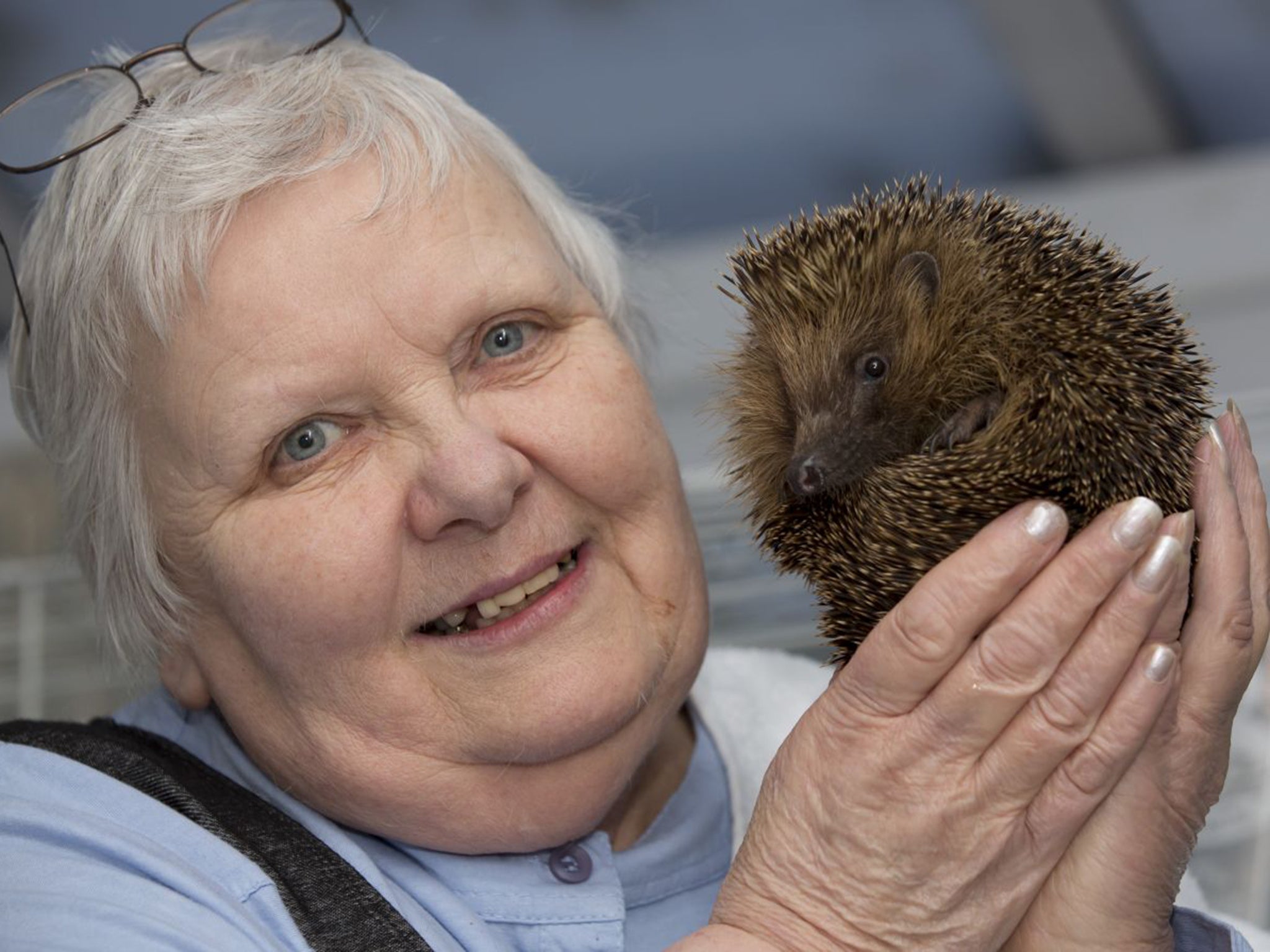 Barbara Roberts, hedgehog saviour