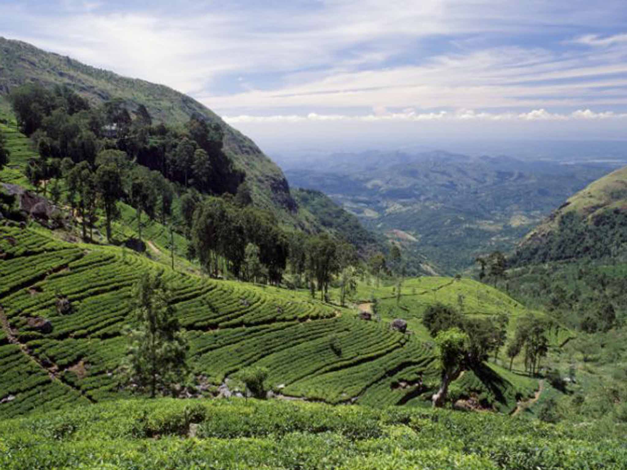 Tea fields