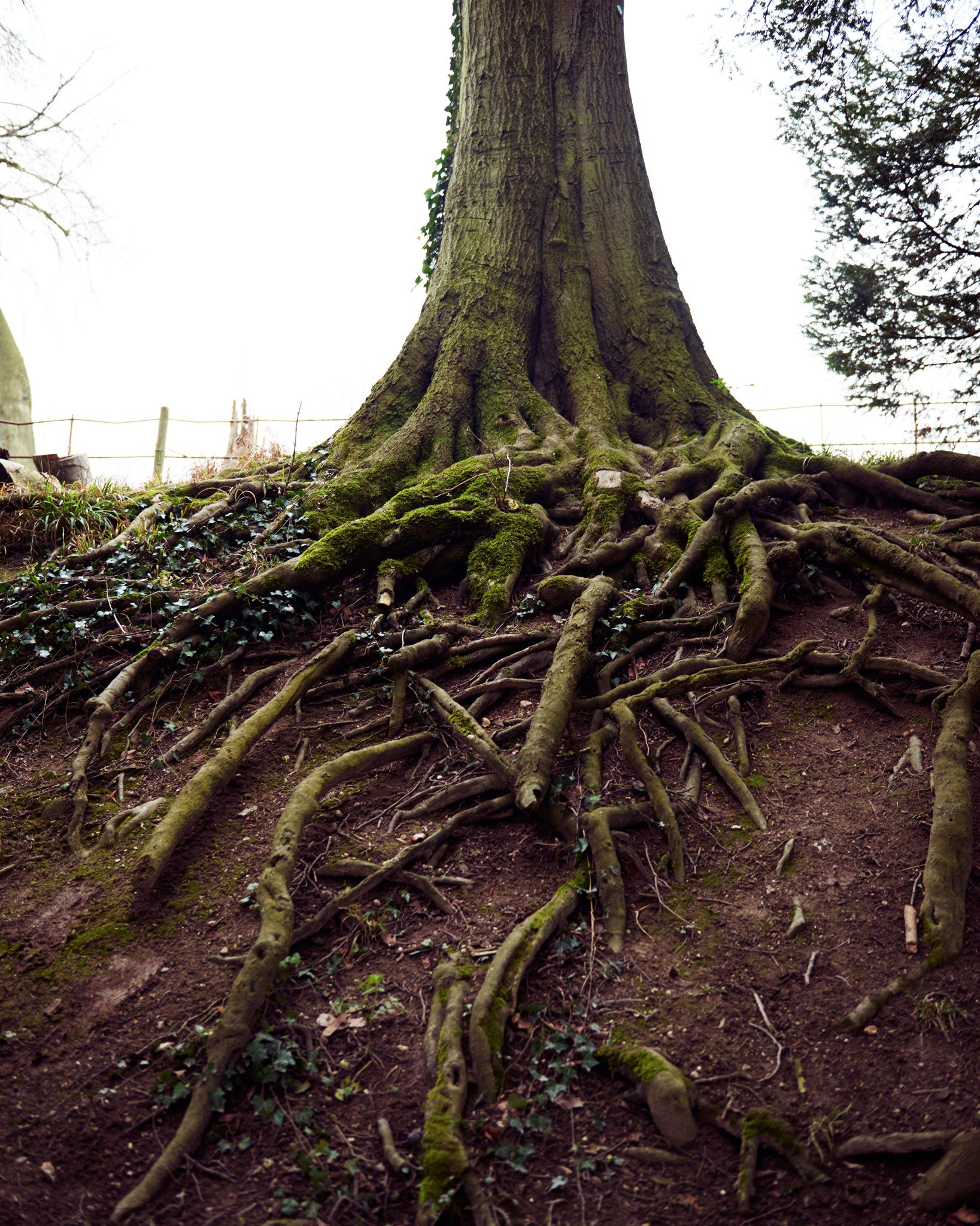 Deep in a hidden path, Macfarlane admires tangled tree roots 'like mating snakes', and wonders if his glossaries still lack a term for them