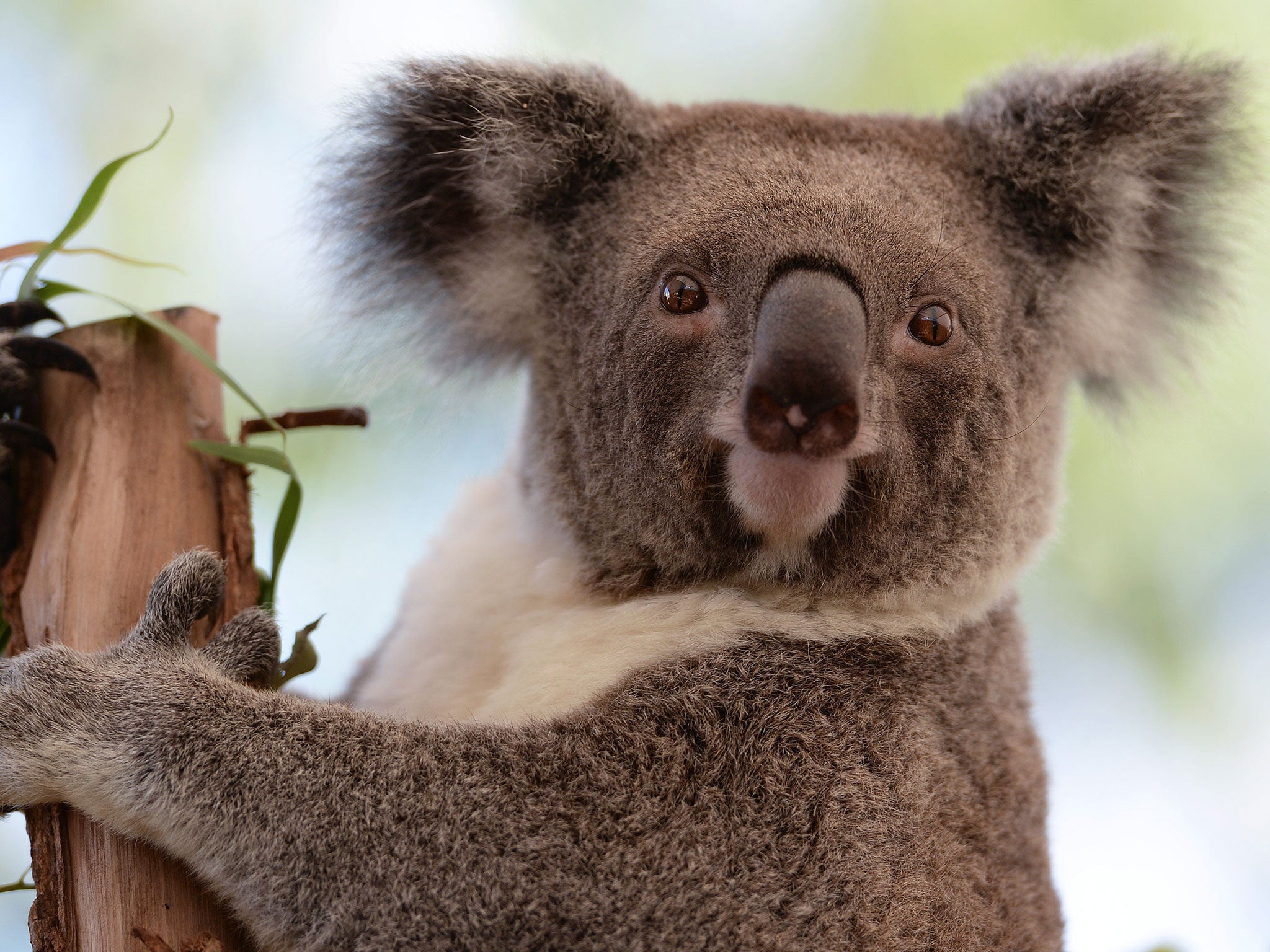 Almost 700 koalas were caught and killed