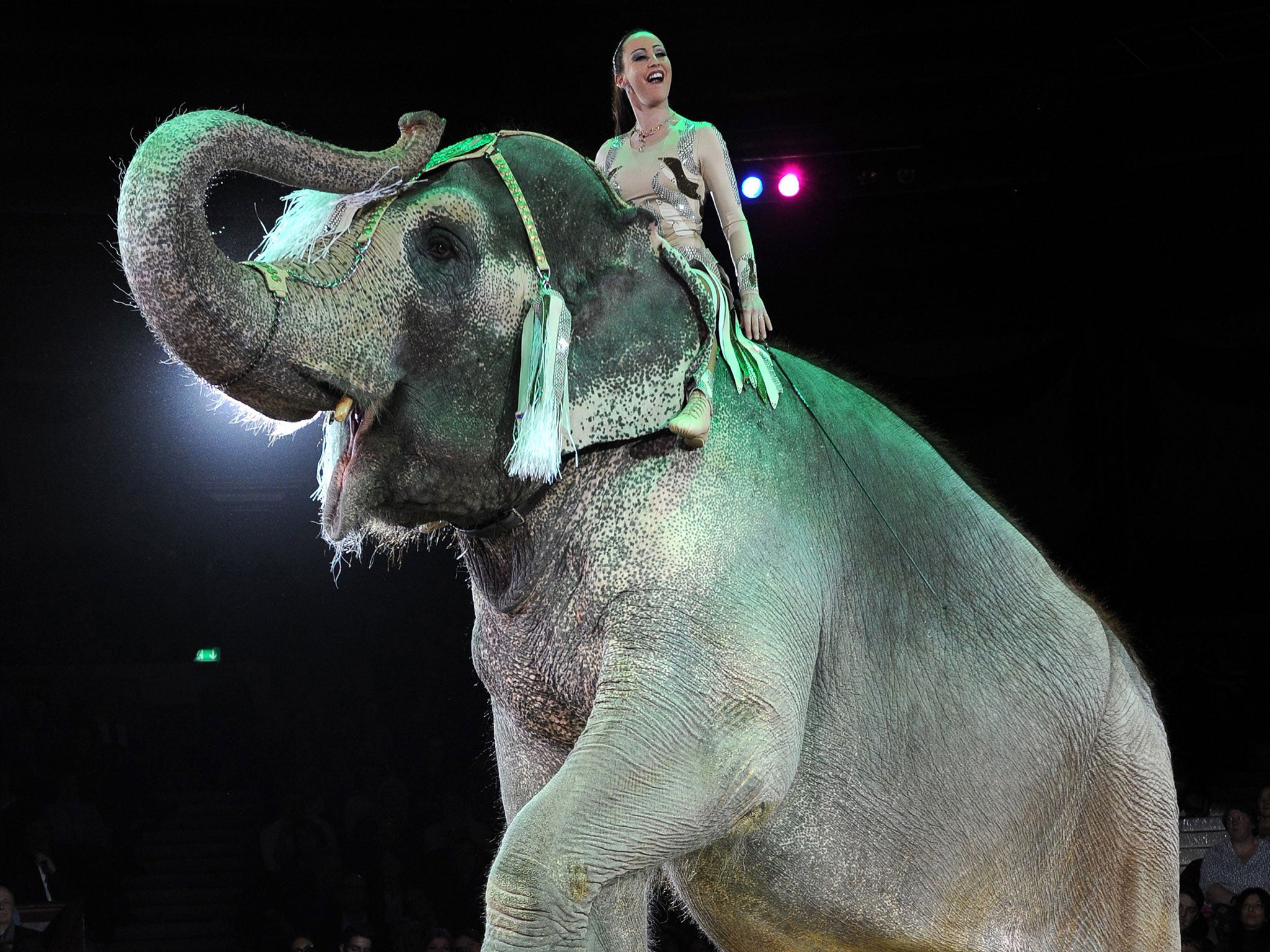 David Cameron has called the use of wild animals in circuses an ‘outdated practice’