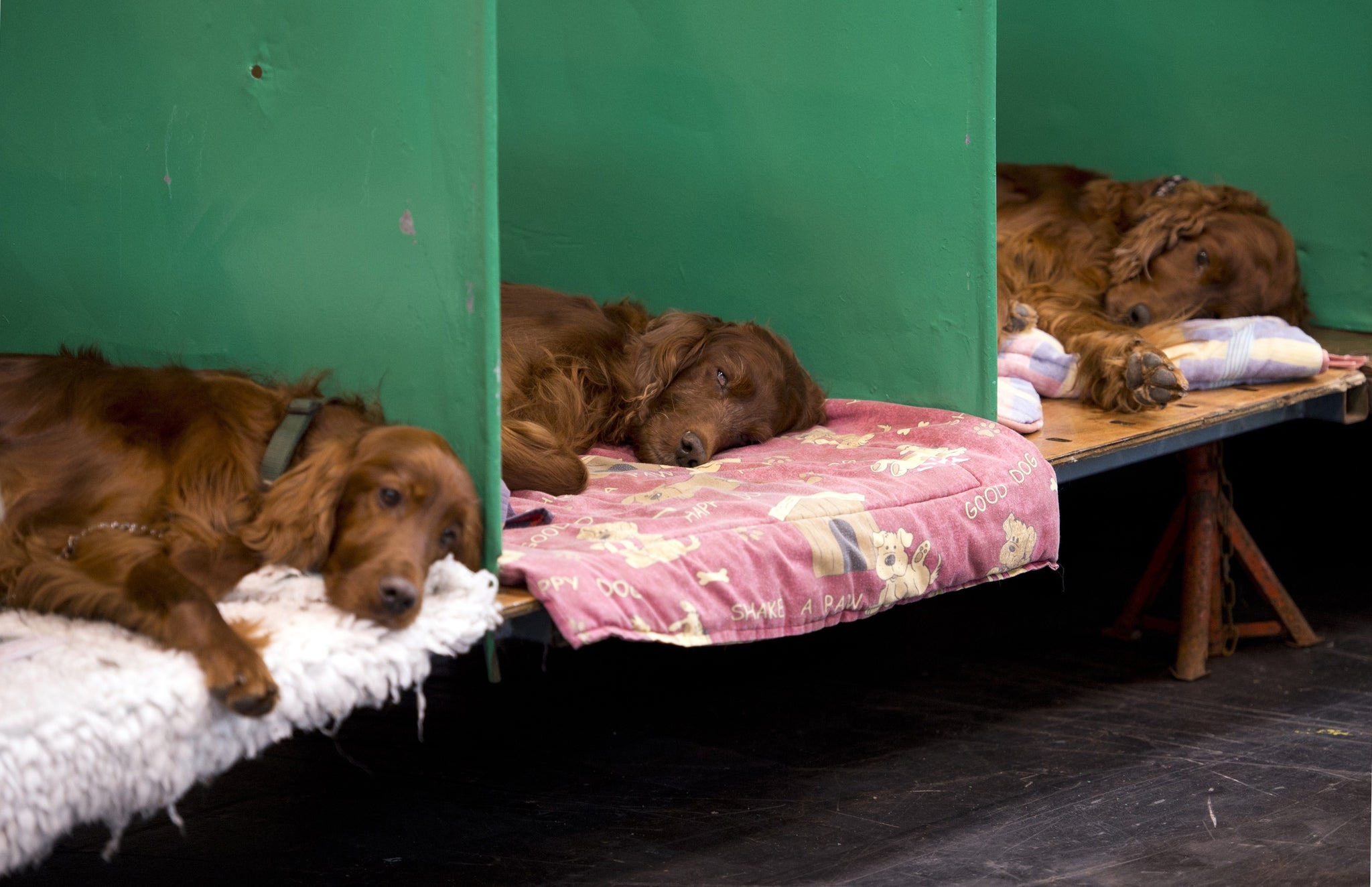 Irish setters rest in their sleeping area at Crufts 2015 (Jagger not pictured)