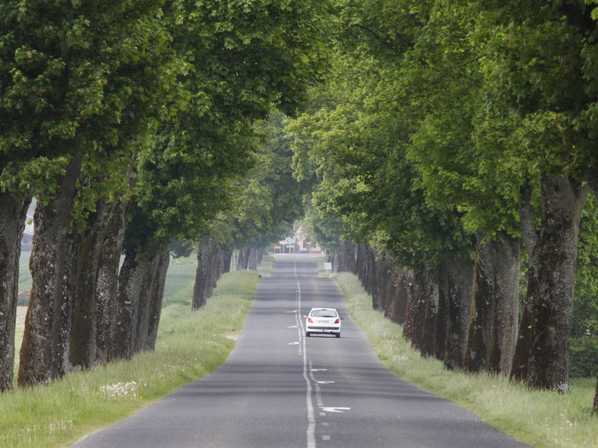 Plane trees are most likely to be felled but limes and chestnuts are also at risk