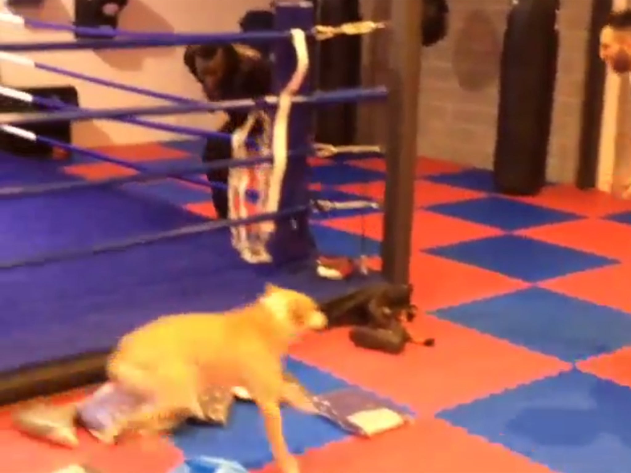 Mario Balotelli is pursued by a dog