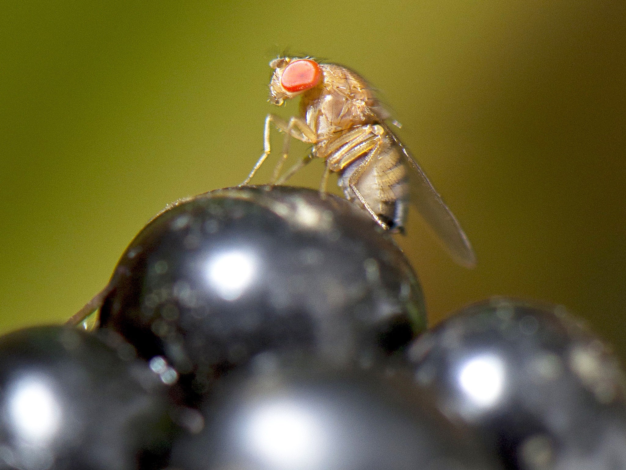 The fruit flies behaviour was carefully monitored