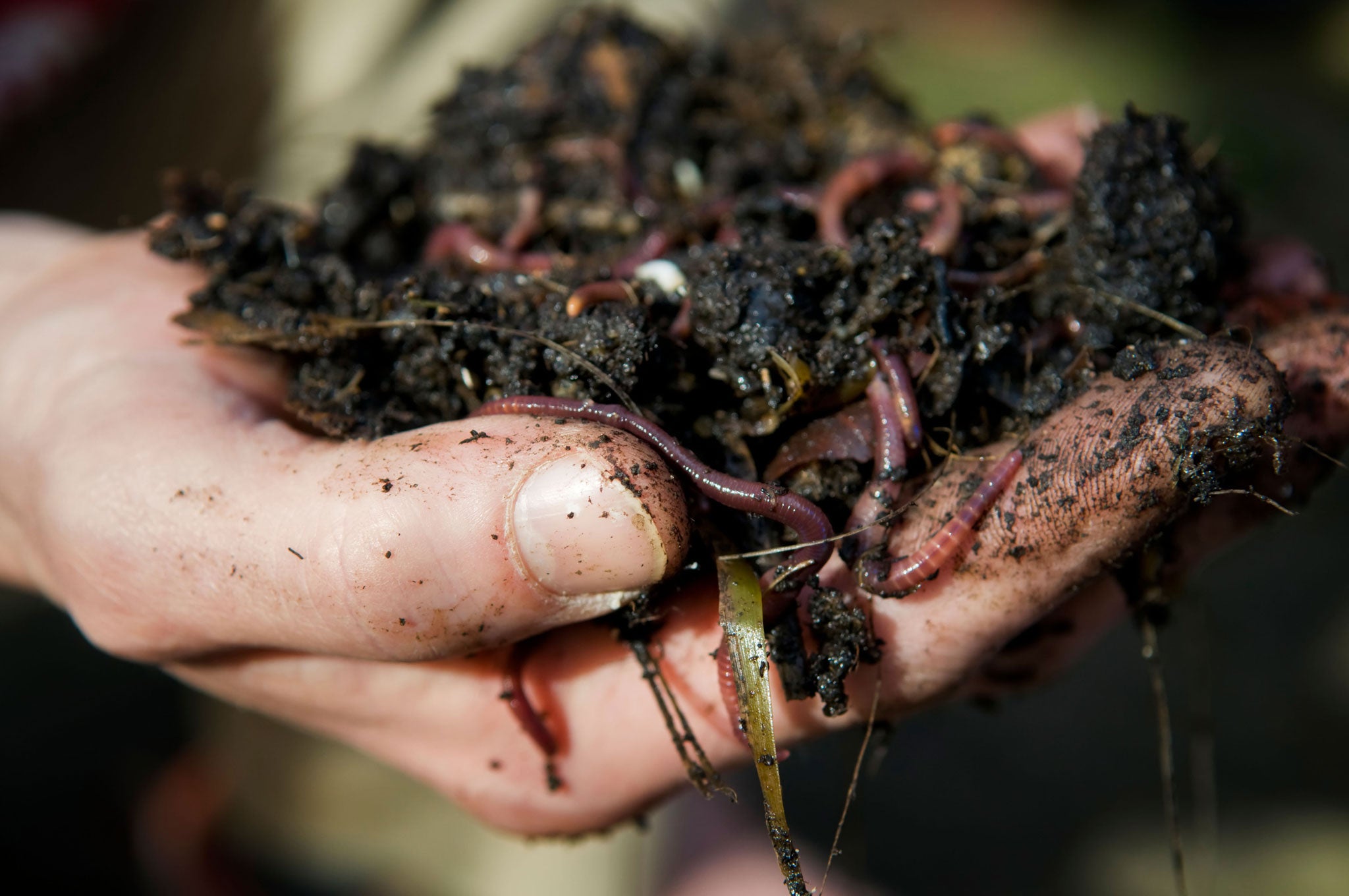 Worms will gradually pull mulch down into the ground