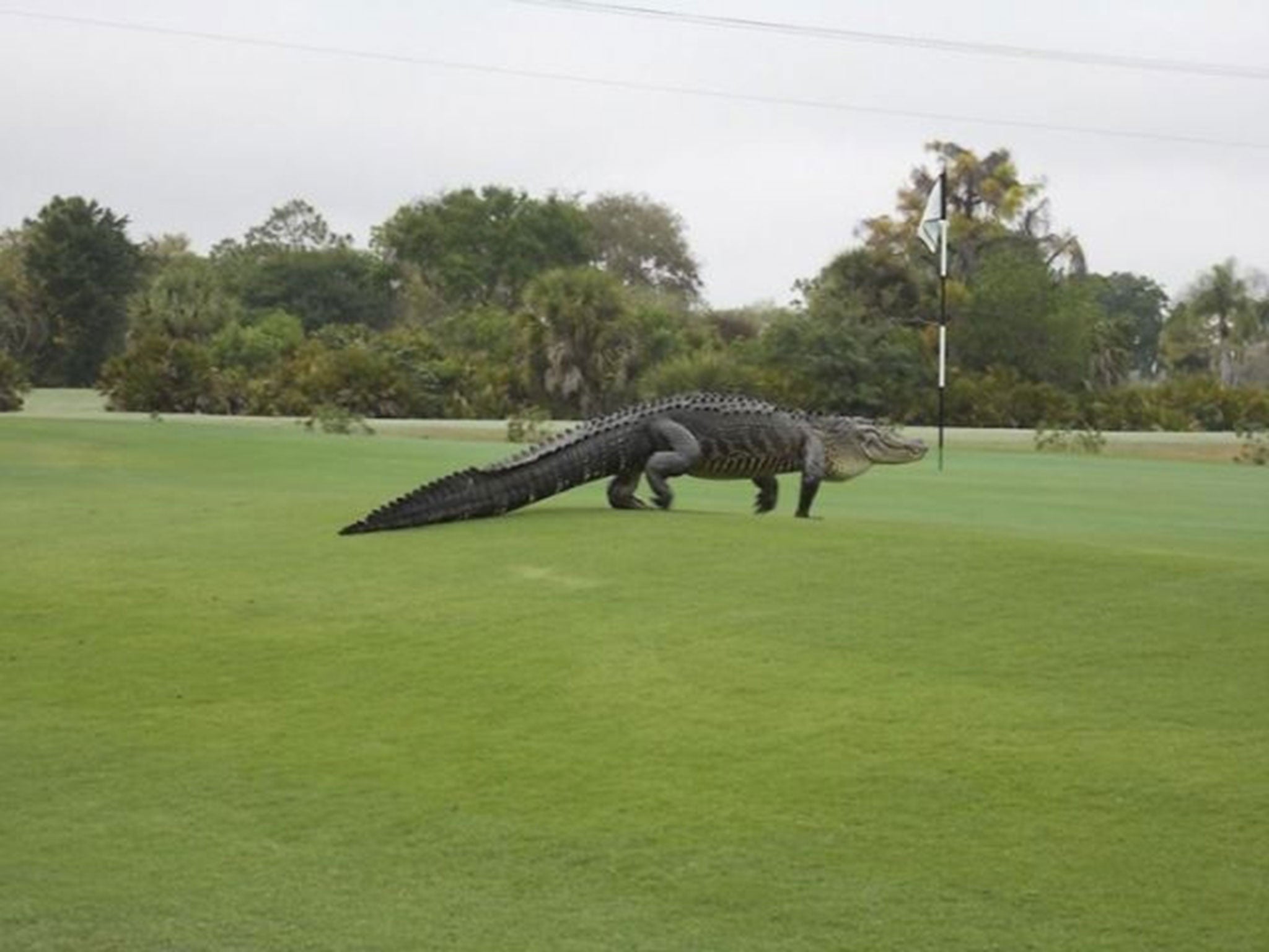 An American alligator estimated to be 12-13 feet long walks onto the edge of the putting green on the seventh hole of Myakka Pines Golf Club in Englewood, Florida in this handout photo courtesy of Bill Susie. Golfers at a course in Florida on Wednesday we