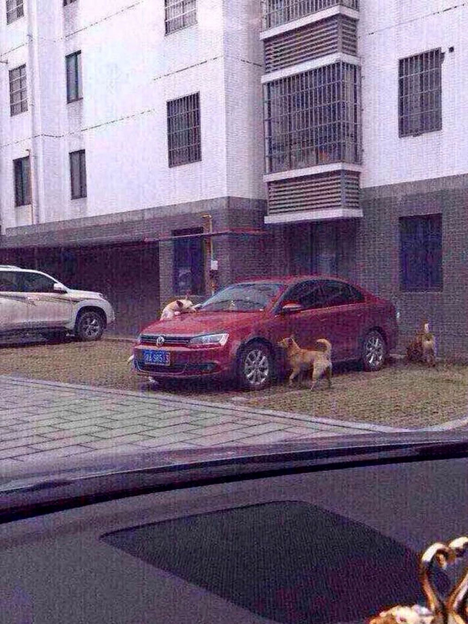 Stray dog gets revenge on man who kicked him by biting car, Chongqing, China