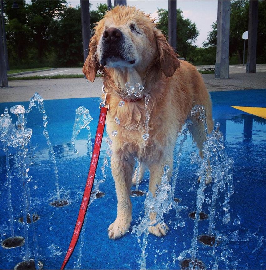 Smiley enjoying a fountain (Picture: Training the K9 Way)