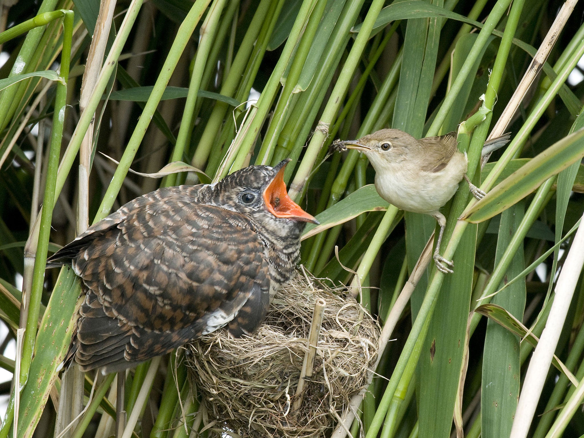 In folklore: why do cuckoos lay their eggs in other birds' nests?