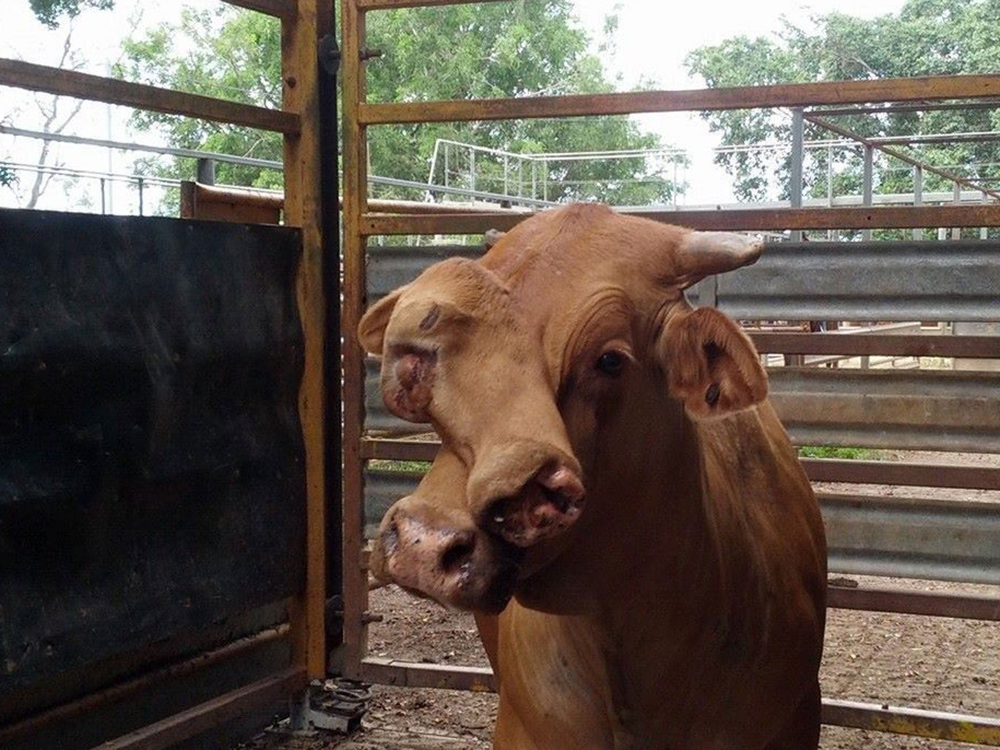 A bull with two faces at a sale yard in far north Queensland, Australia. Mareeba saleyards reports that the bull have two faces, 'second face has an eye, one tooth and working nostrils