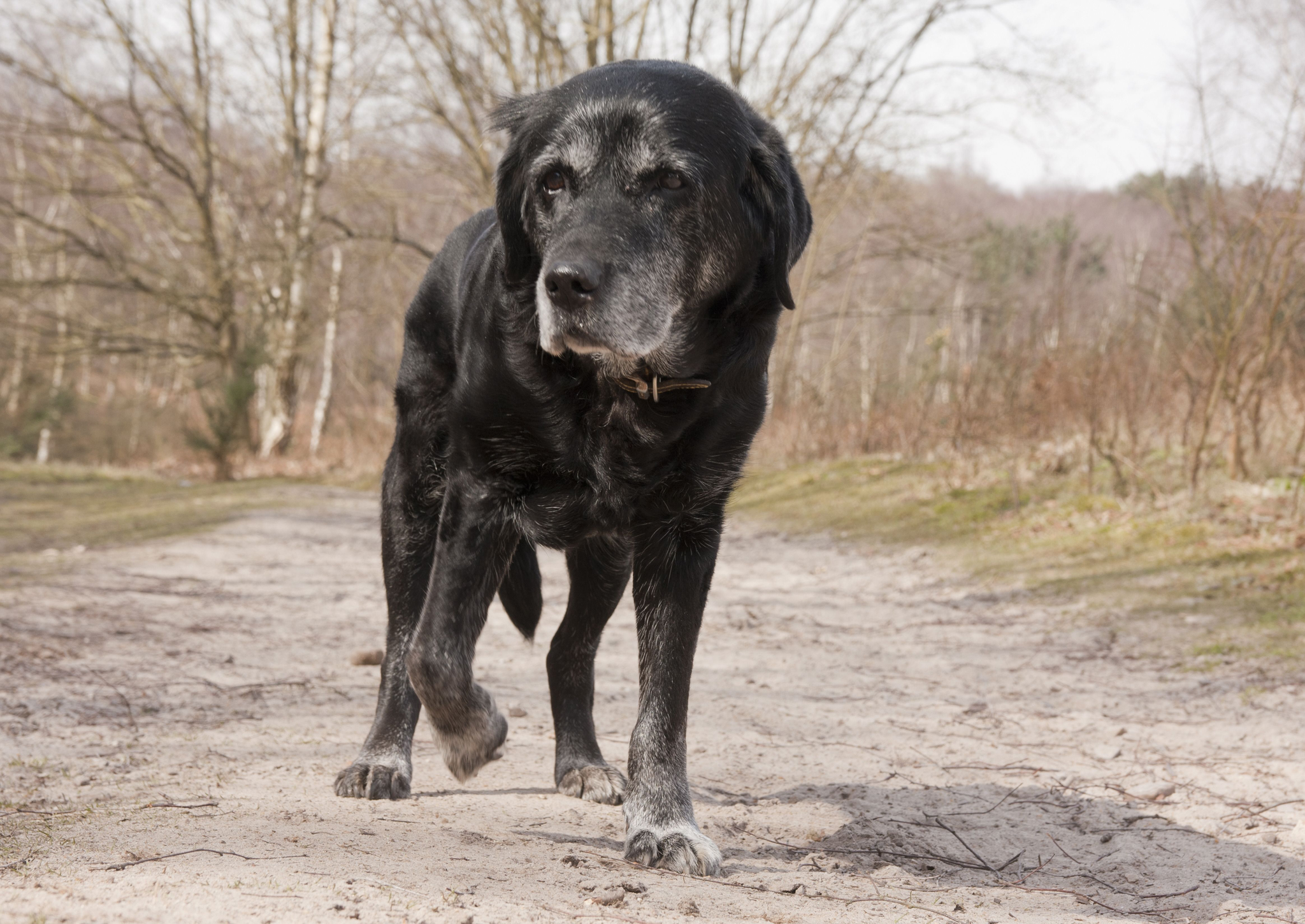 The black labrador - not pictured here - was taken from a park outside Beijing