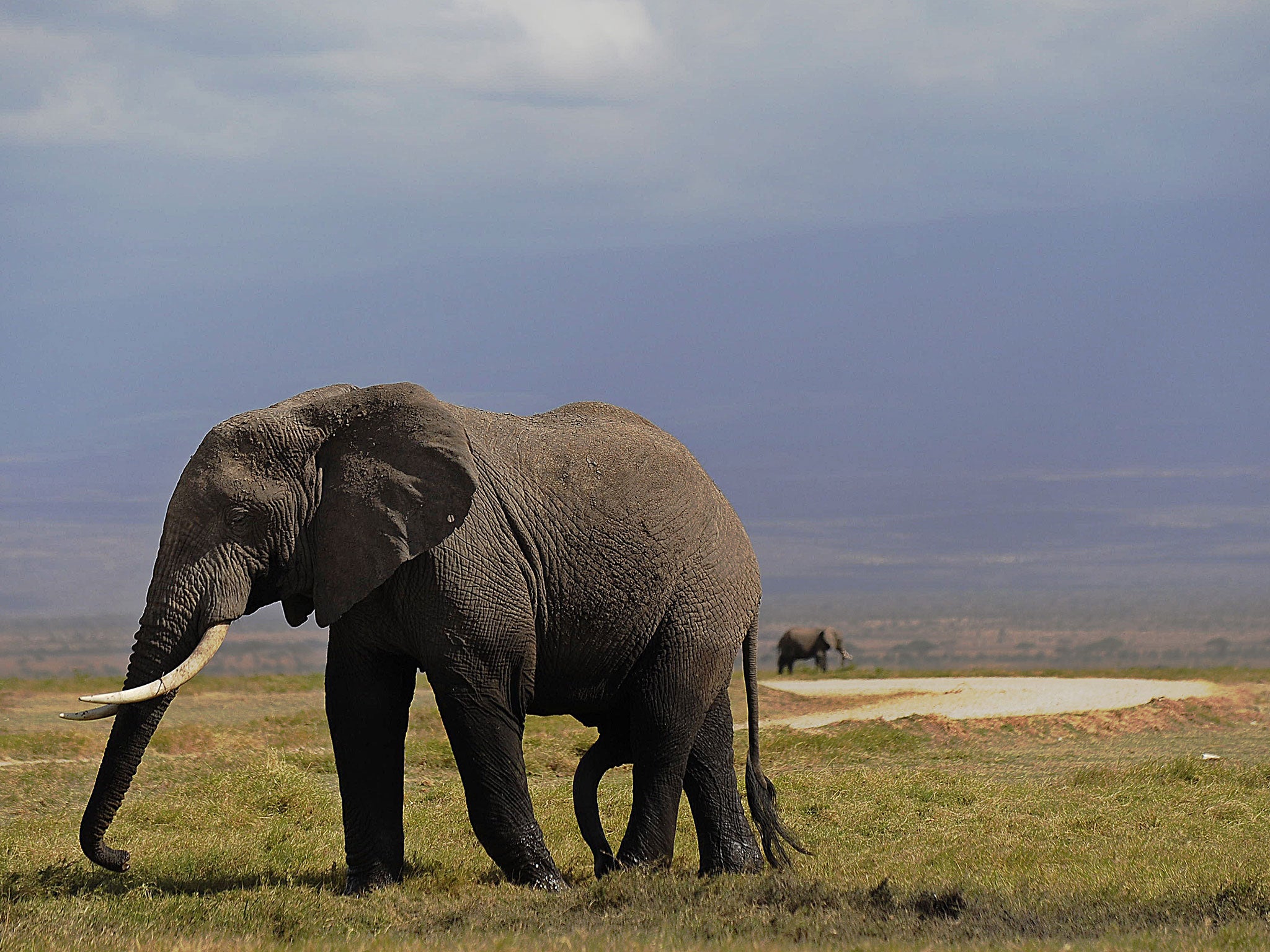 An elephant grazes.