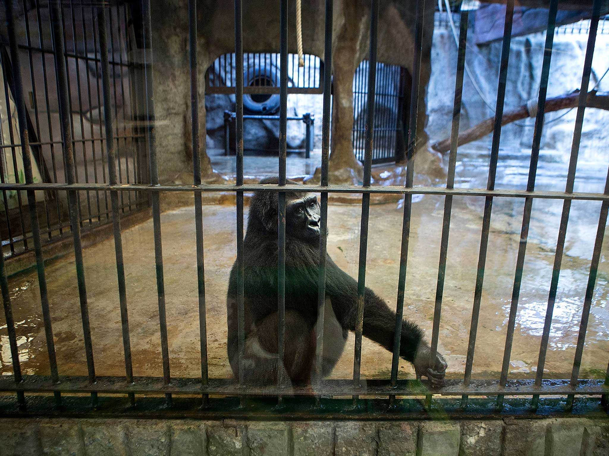 Bua Noi in her cage at Pata department store in Bangkok