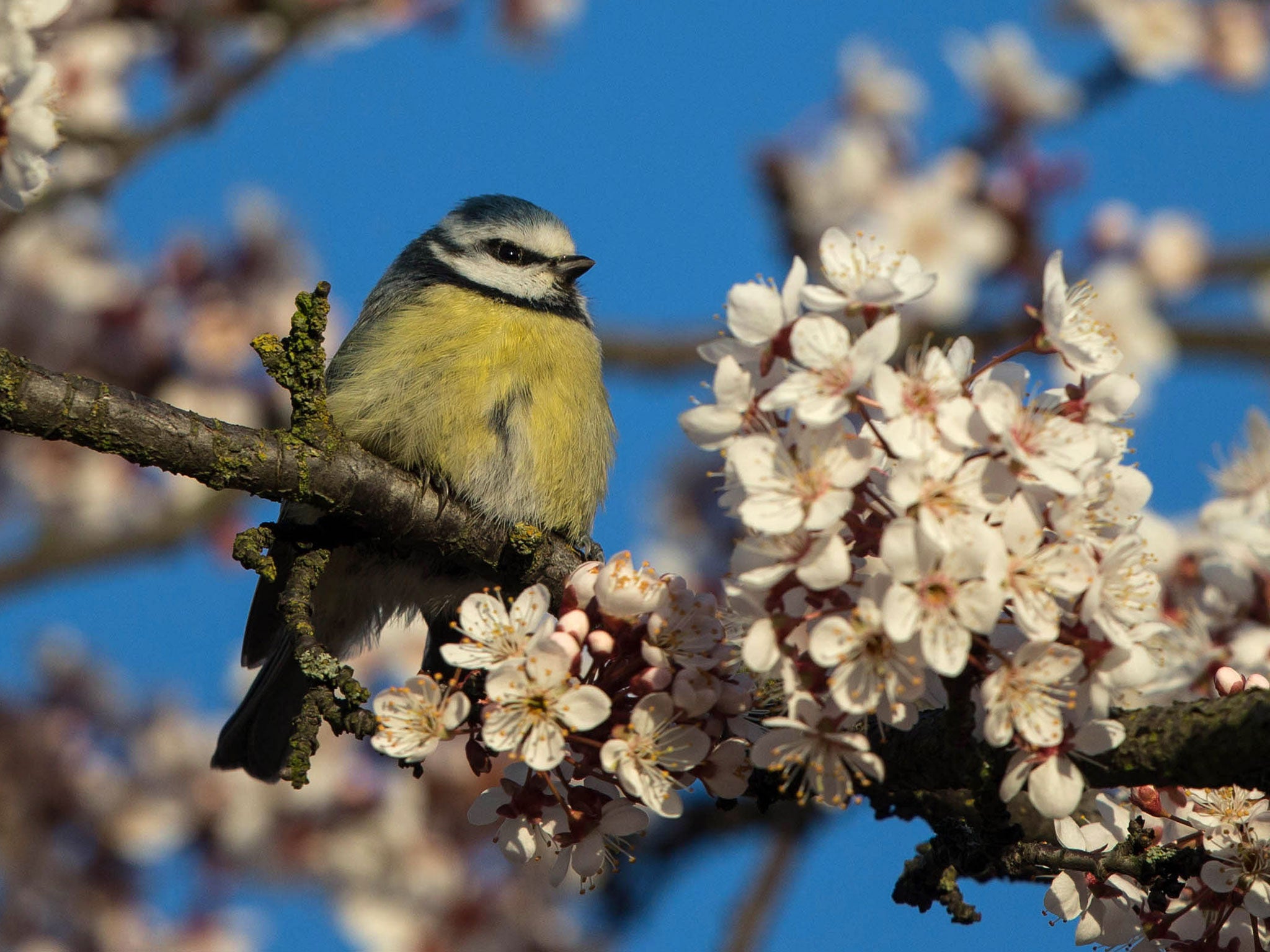 The Blue Tit is a strong contender for the title of Britain's National Bird