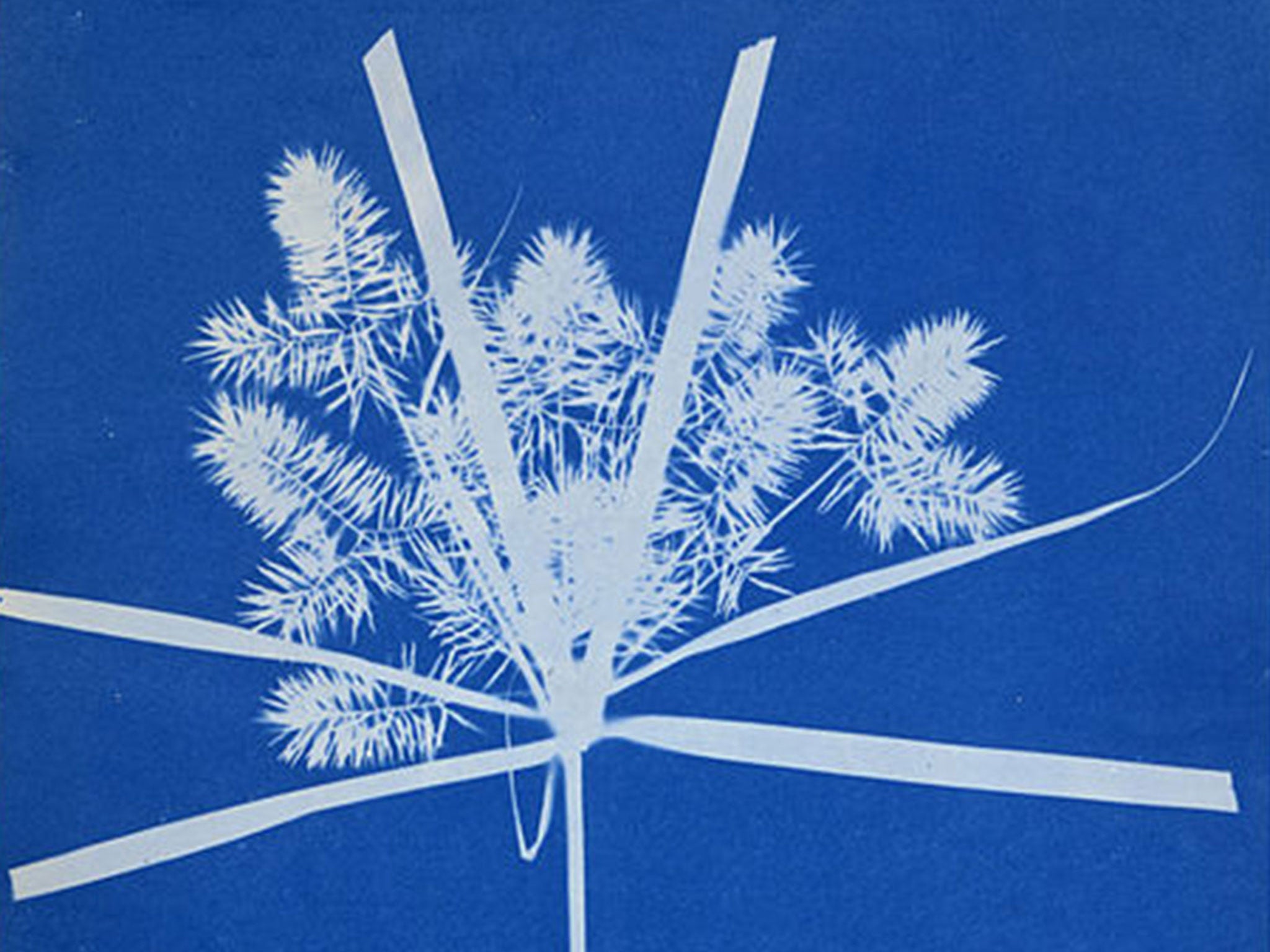 Carix cyanotype photogram circa 1850