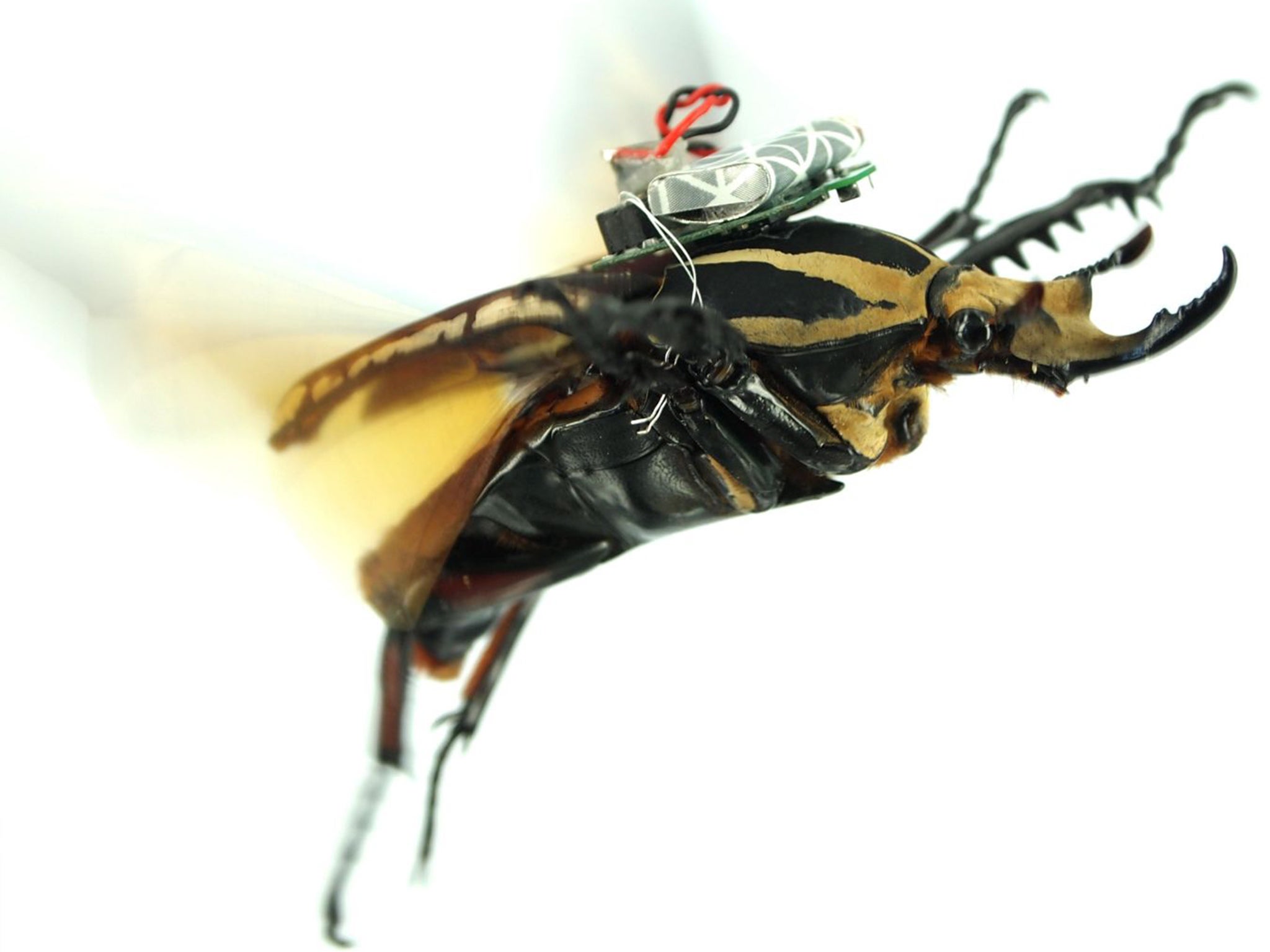 The device is powered by a 3.9 volt lithium battery and is connected to six micro-electrodes implanted into the insect’s wing-folding muscles