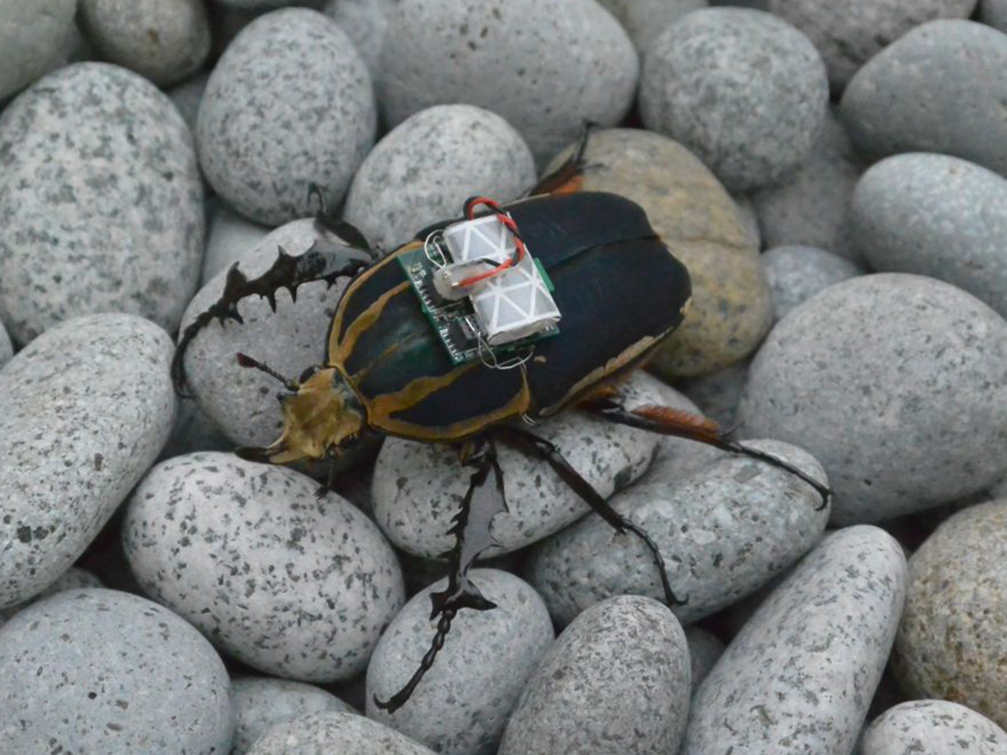 A beetle with a backpack that allows a human operator to control its flight