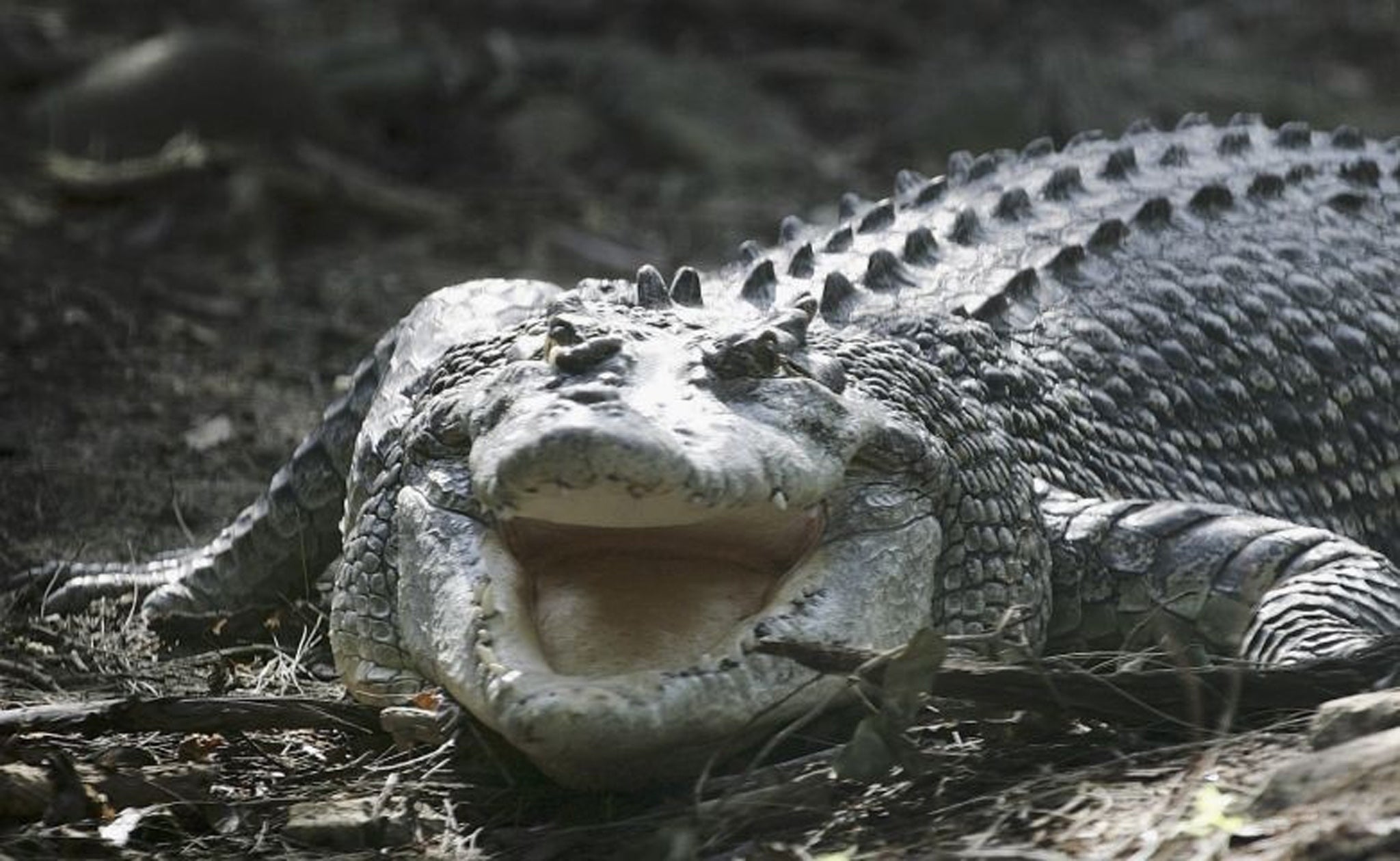 The British tourists reportedly saw the corpse being eaten (stock picture)