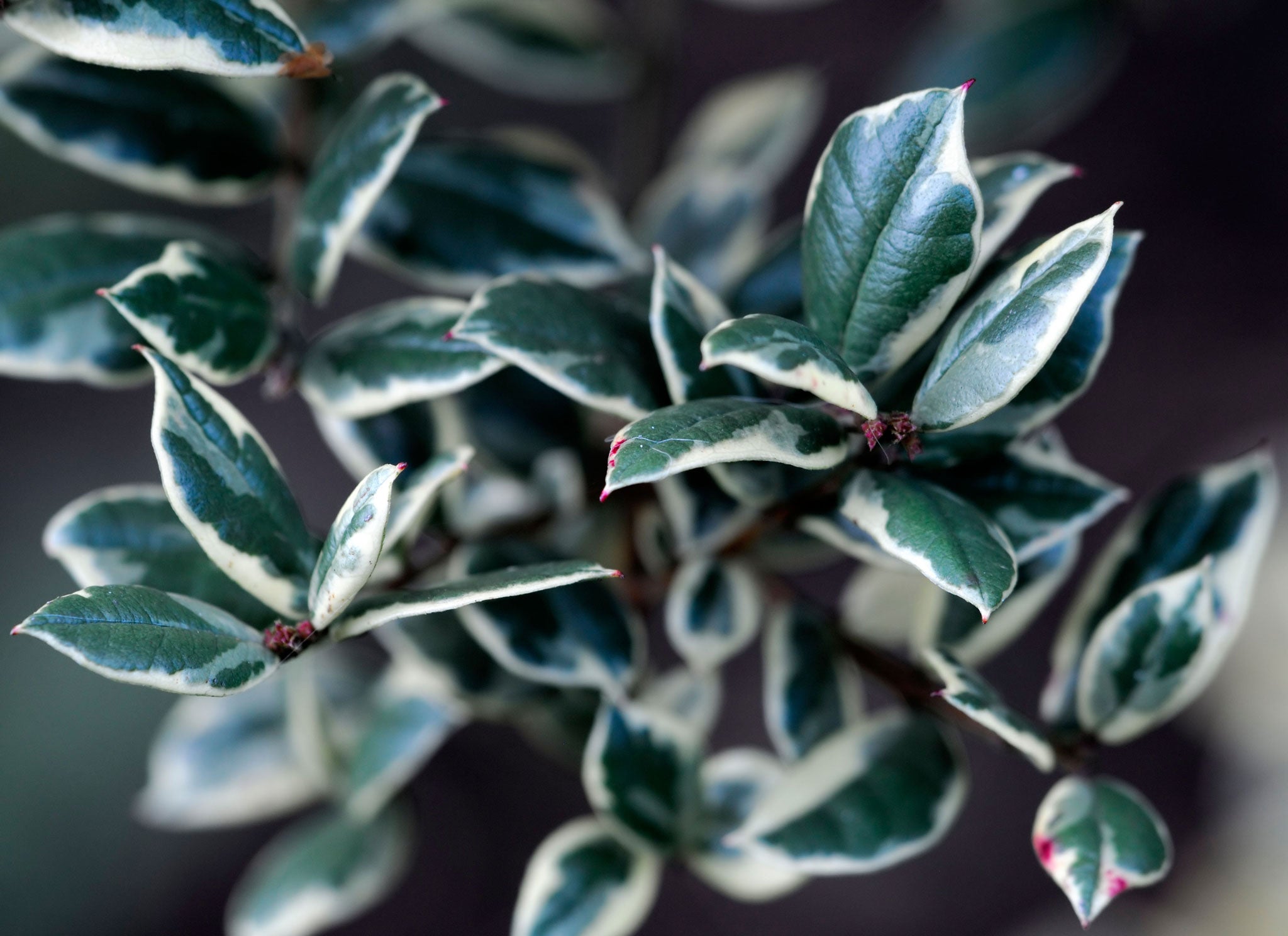 Luma apiculata 'Glanleam Gold' is a variegated version of the evergreen myrtle, with neat aromatic foliage, margined in cream