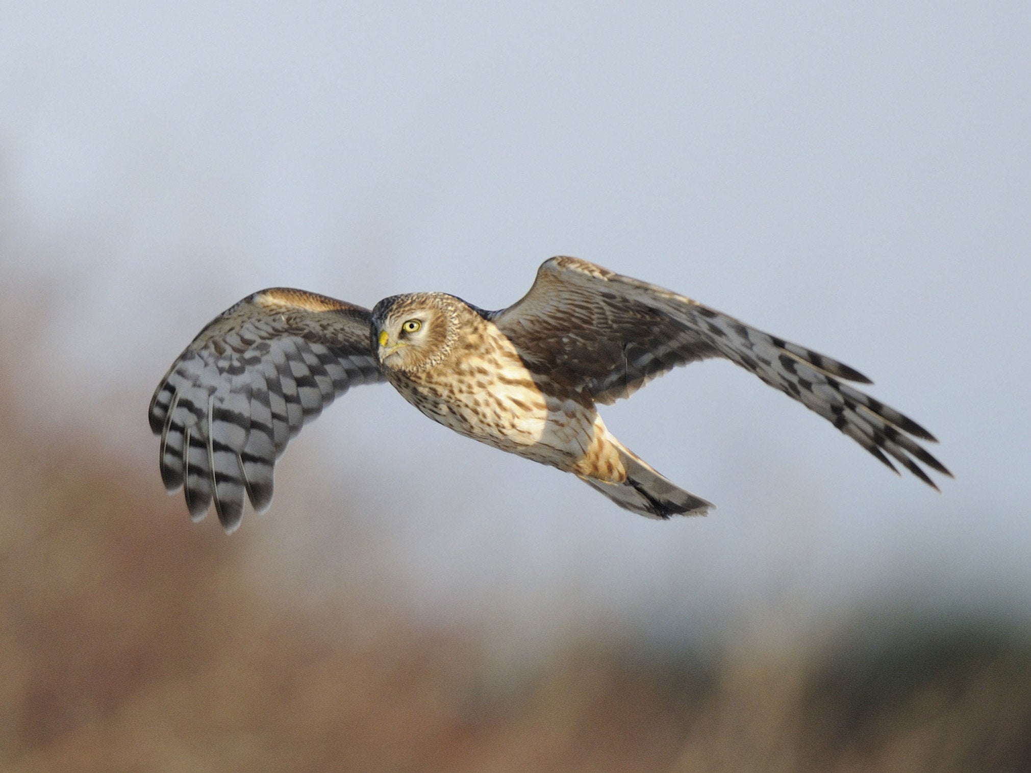 The Hen Harrier is also in the top ten