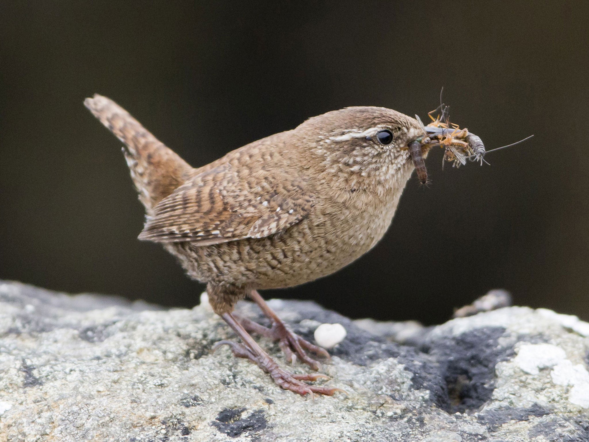 Small bird with a mighty voice