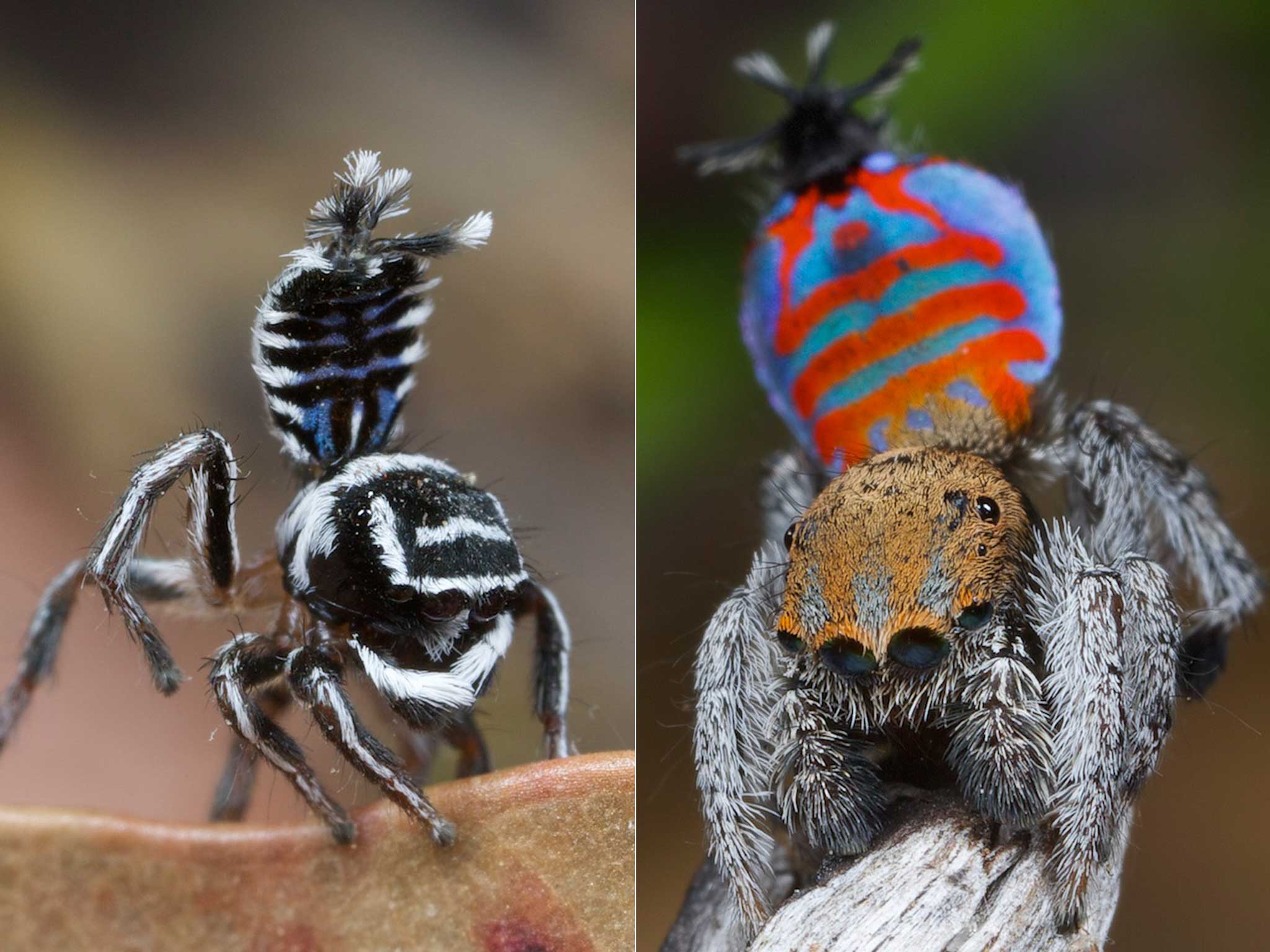 Skeletorus’, left, and ‘Sparklemuffin’ on the right