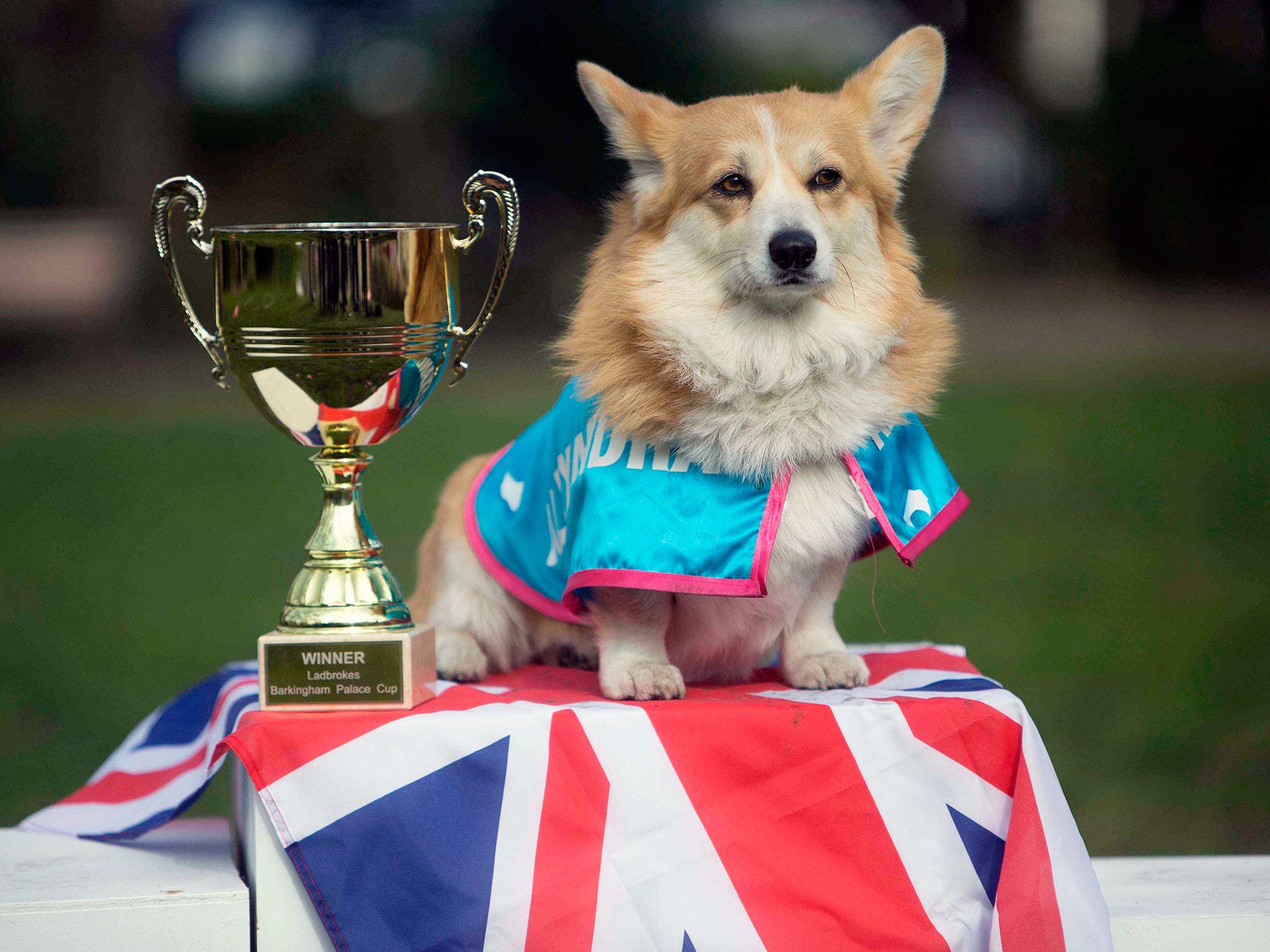 Brits love animals, but not everyone may think your beloved pooch is a champ