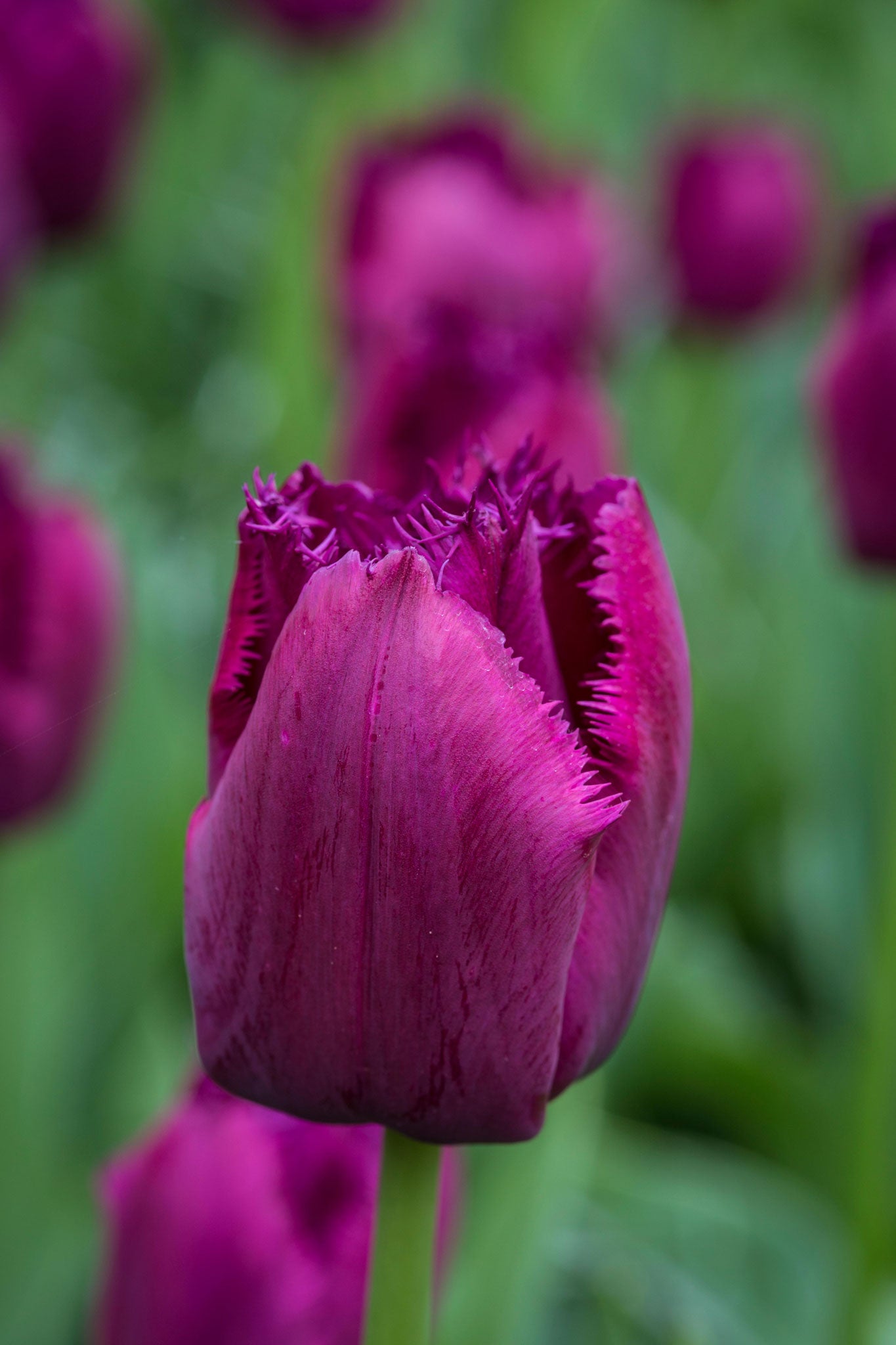 It's fine to have that blast of yellow from the earliest daffodils, but as the month progresses, Emma wants a pop of colour from tulips