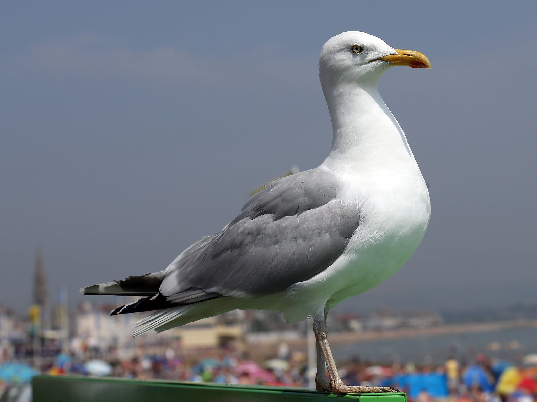 Some of the birds have died and others are seriously ill