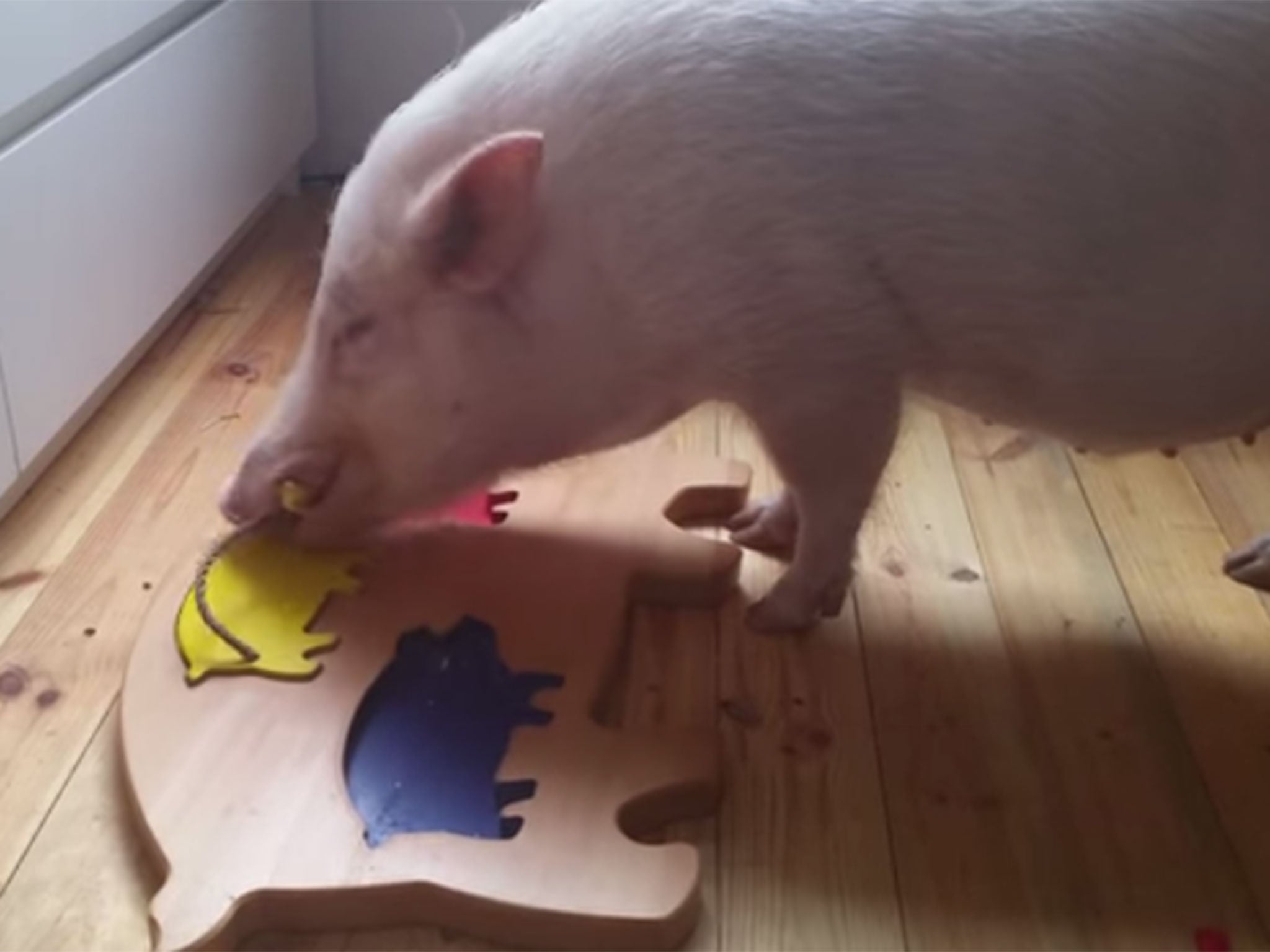 Moritz the Pig was able to finish the puzzle in under a minute