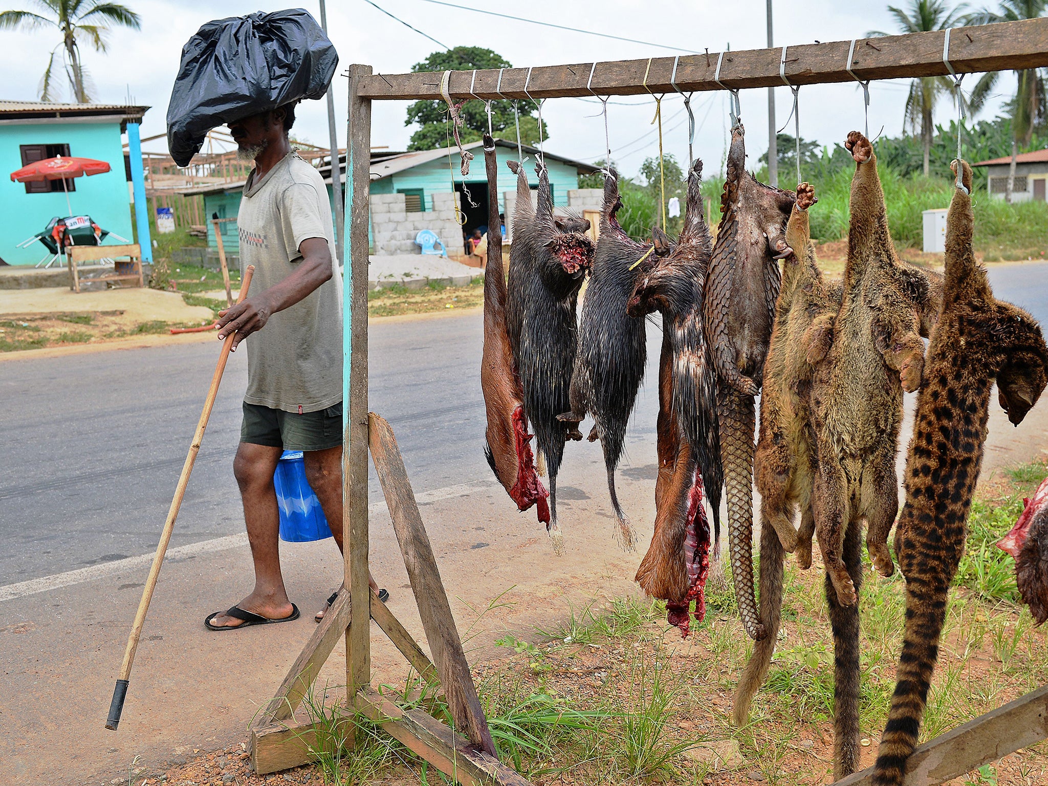 Bushmeat is still a major source of protein in the Congo (AFP/Getty)