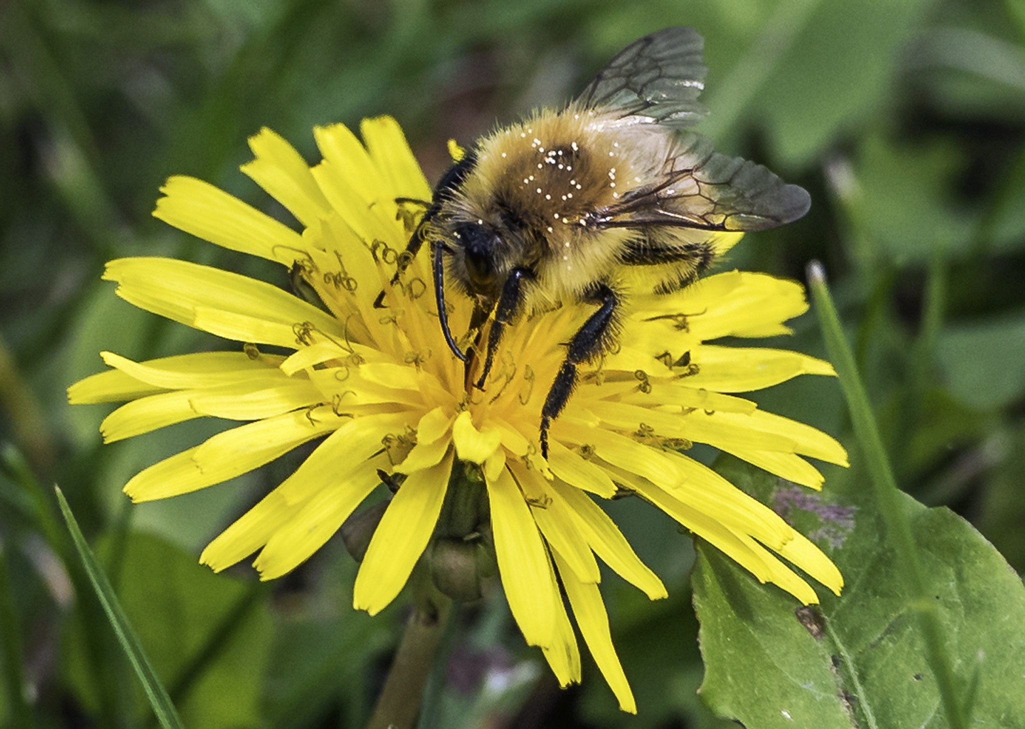 Fera's wide-ranging remit includes areas beyond food, such as bee health