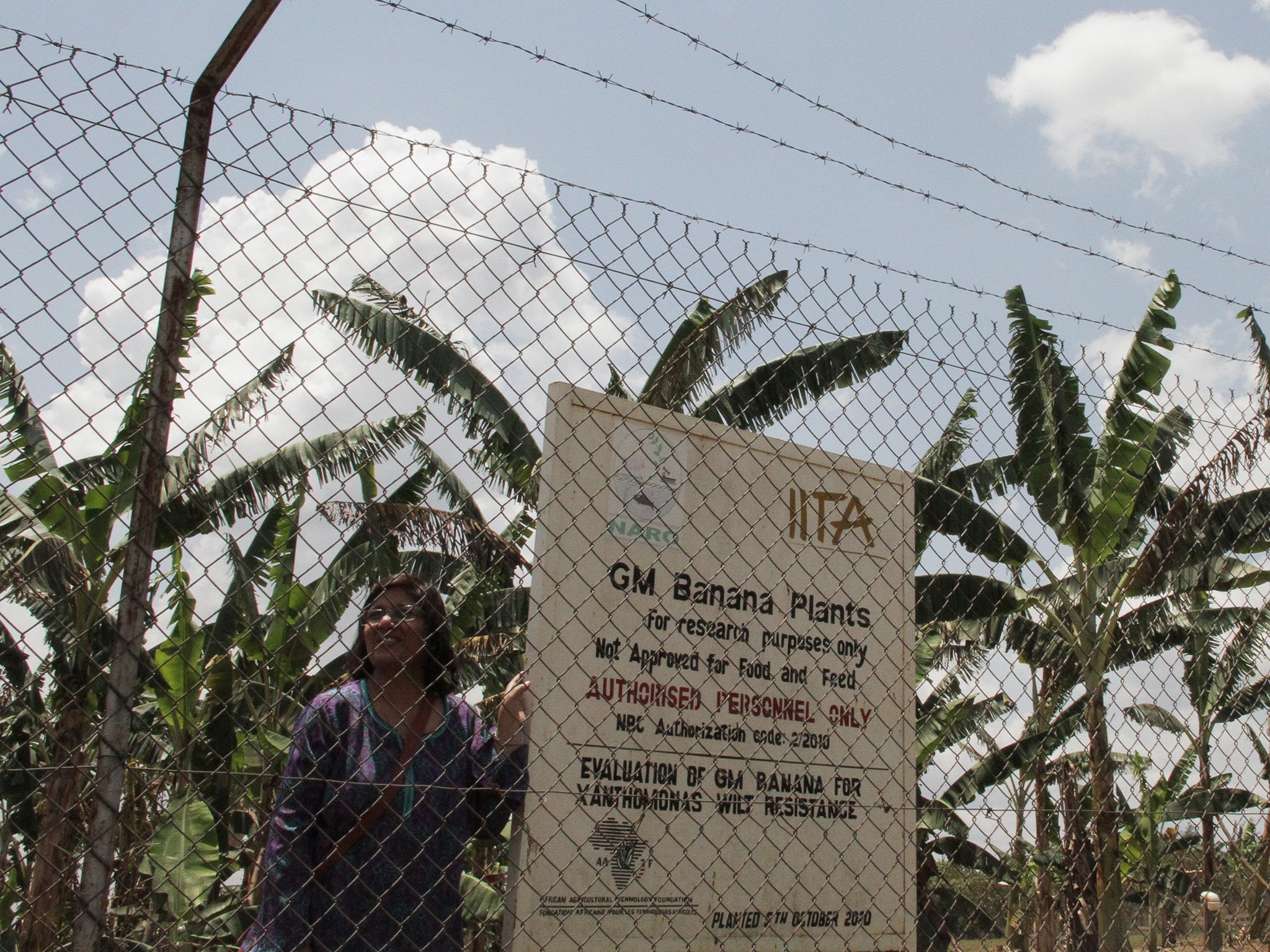 Leena Tripathi, one of the scientists involved in the project, by the Ugandan GM Banana Plantation