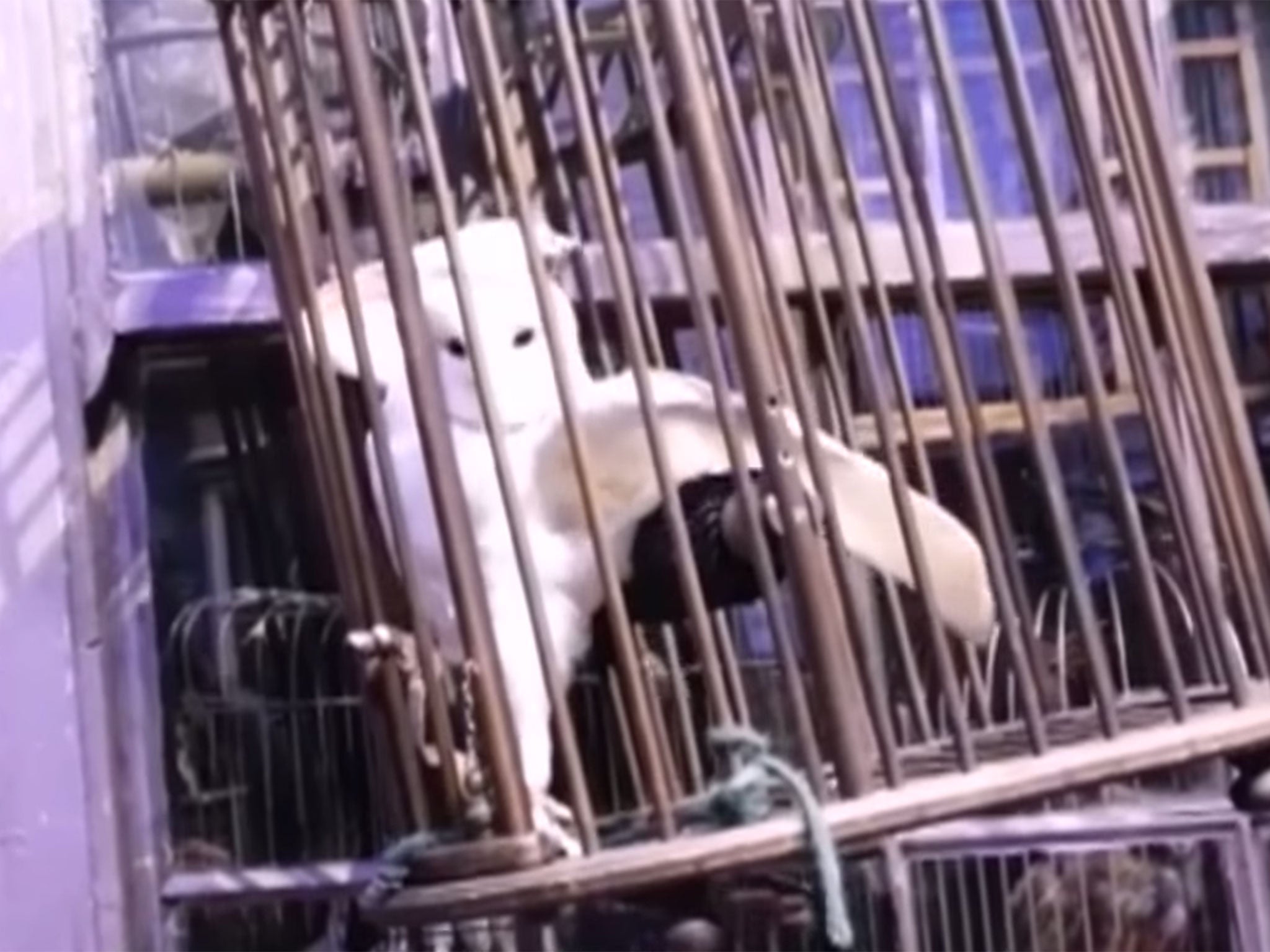 A still of an owl in a cage at Warner Bros Studio Tour London's The Making of Harry Potter