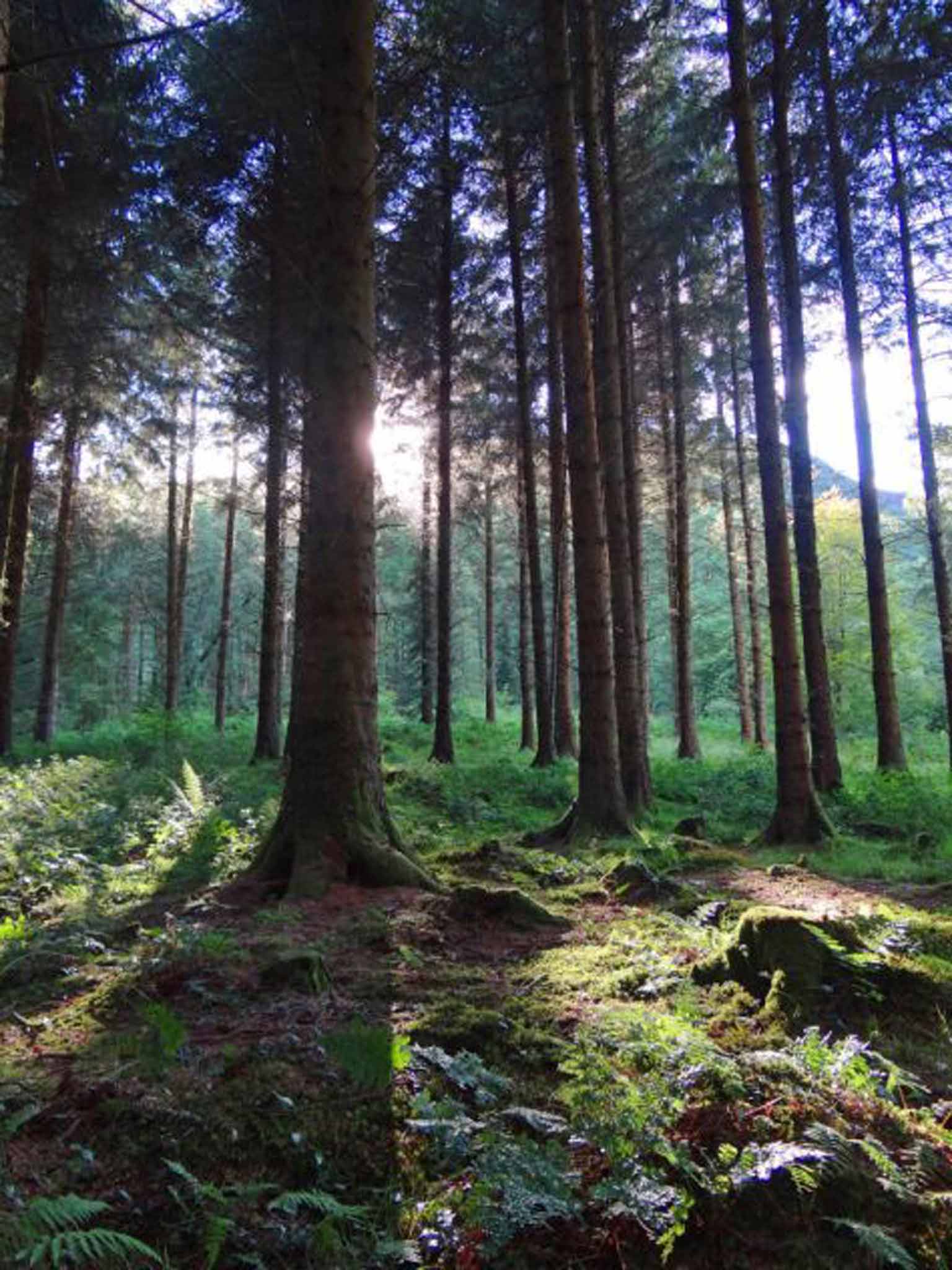 Brechfa Forest, Carmarthenshire