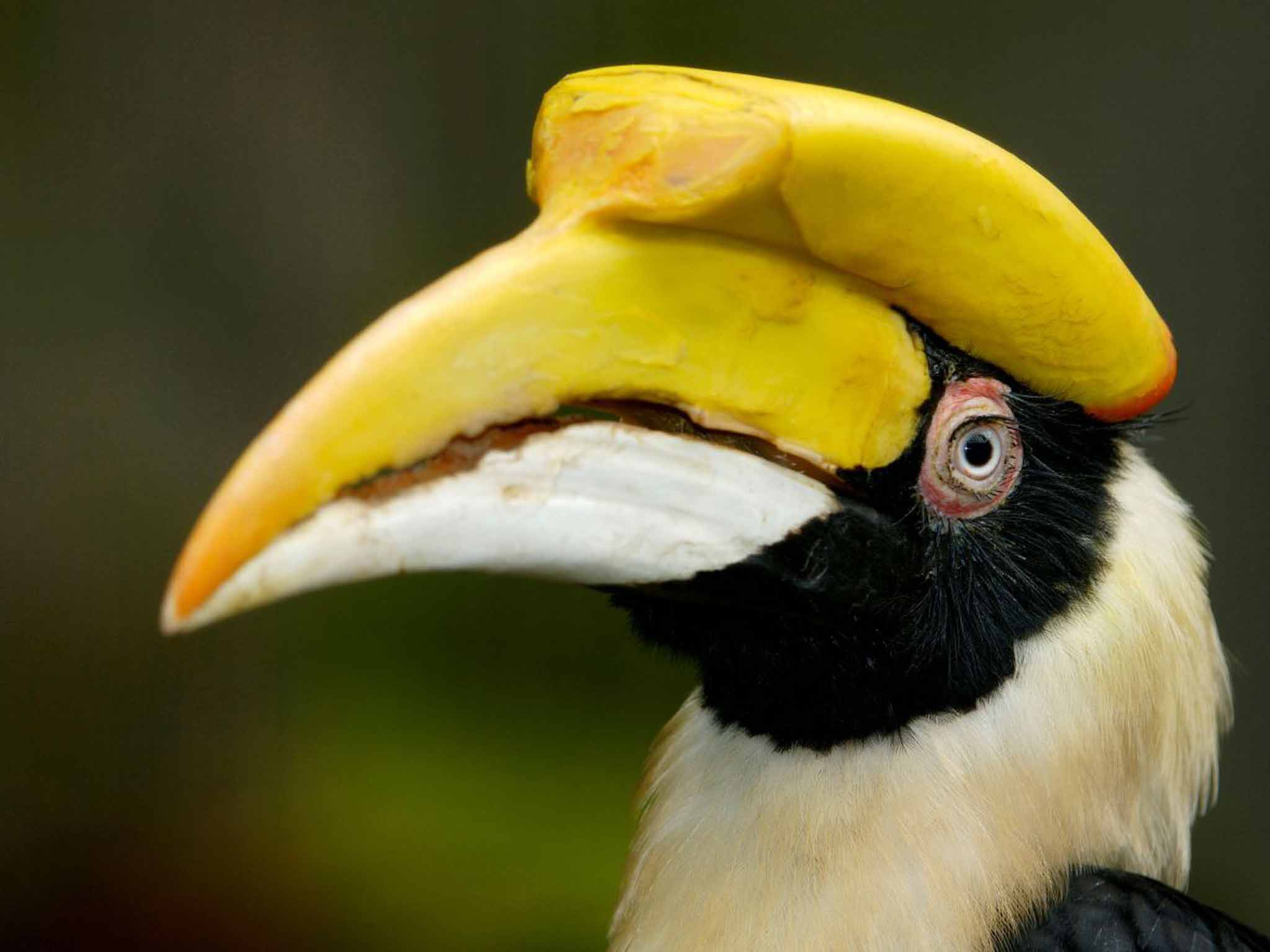 Great Indian Hornbills closely protect their offspring in the spring