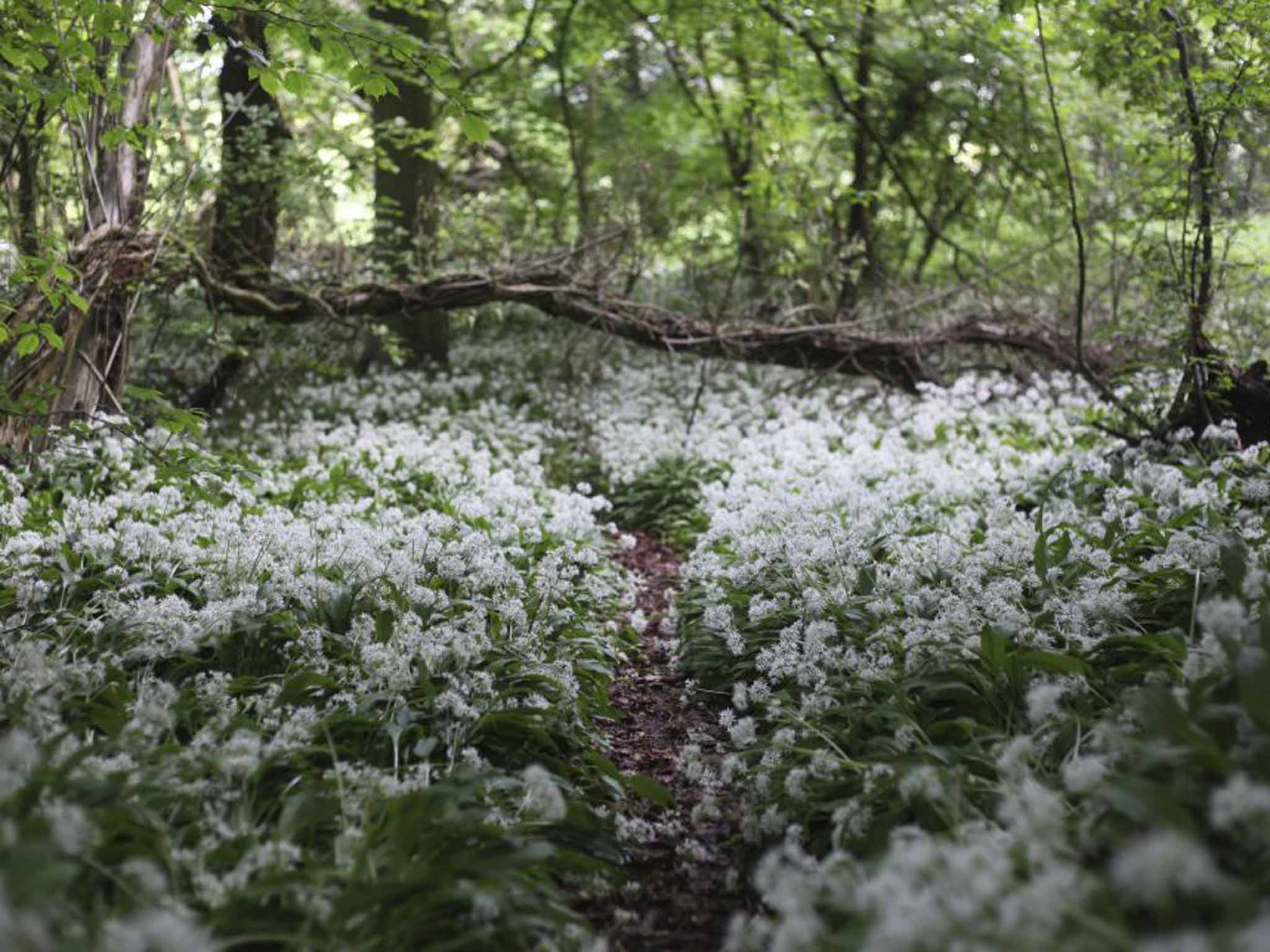 Delicate wild garlic flowers