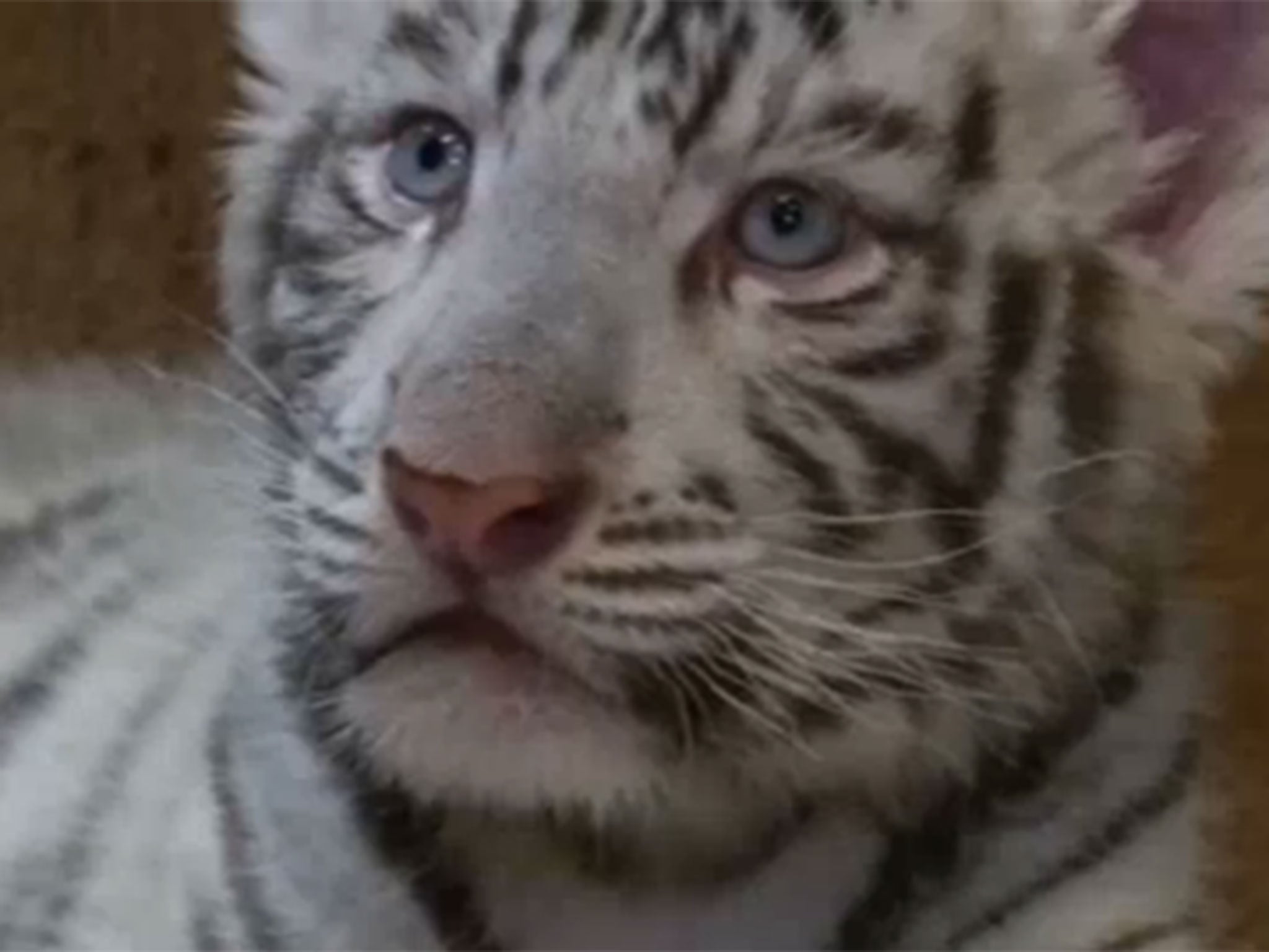 One of the baby white tigers before getting vaccinated (ITN)