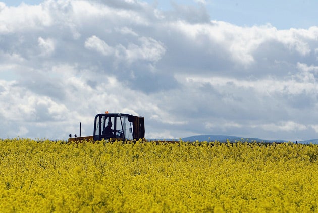 The claim that GM foods are unsafe is untrue; it has been concluded that foods containing ingredients from GM crops pose no greater risk than the same foods made from crops bred conventionally