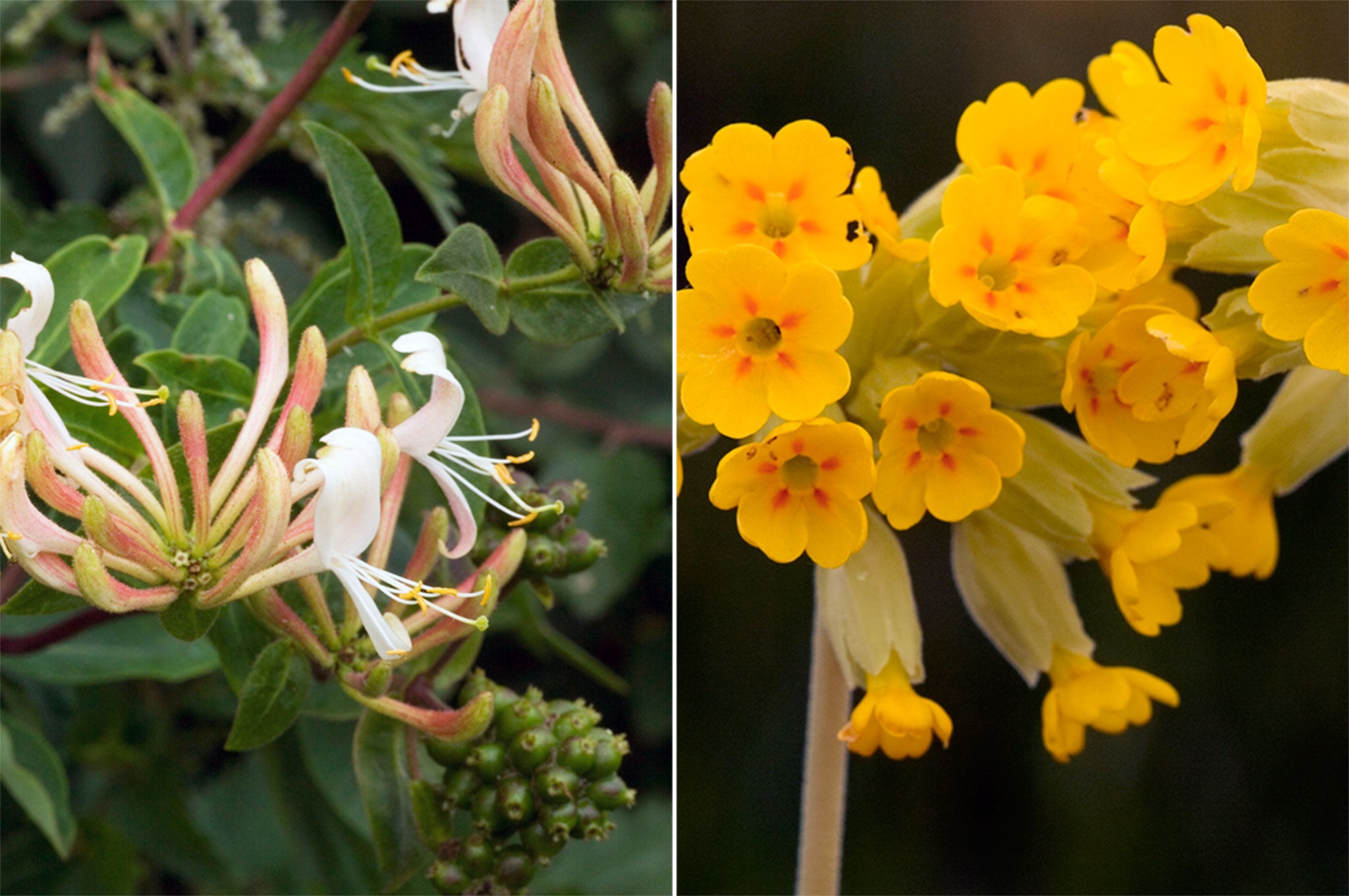 The shortlist for the UK's favourite wildflower includes Cowslips, left, and Honeysuckle