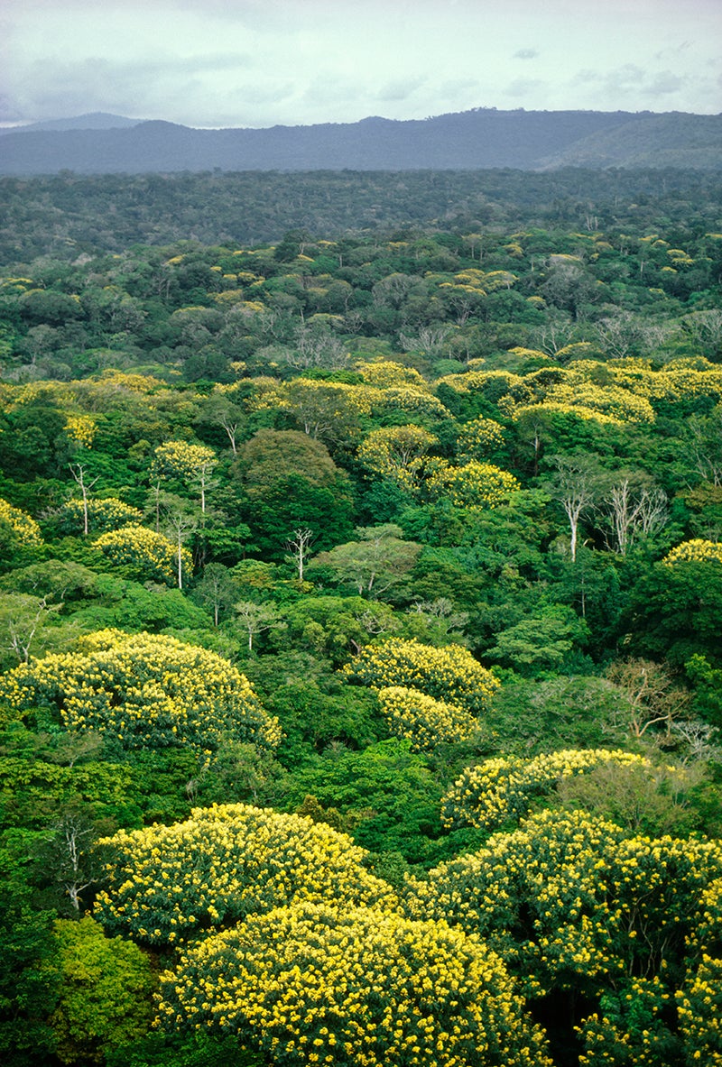 The tropical rainforest in the Congo is considered one of the last 'two big patches' of forest (Picture: Getty)