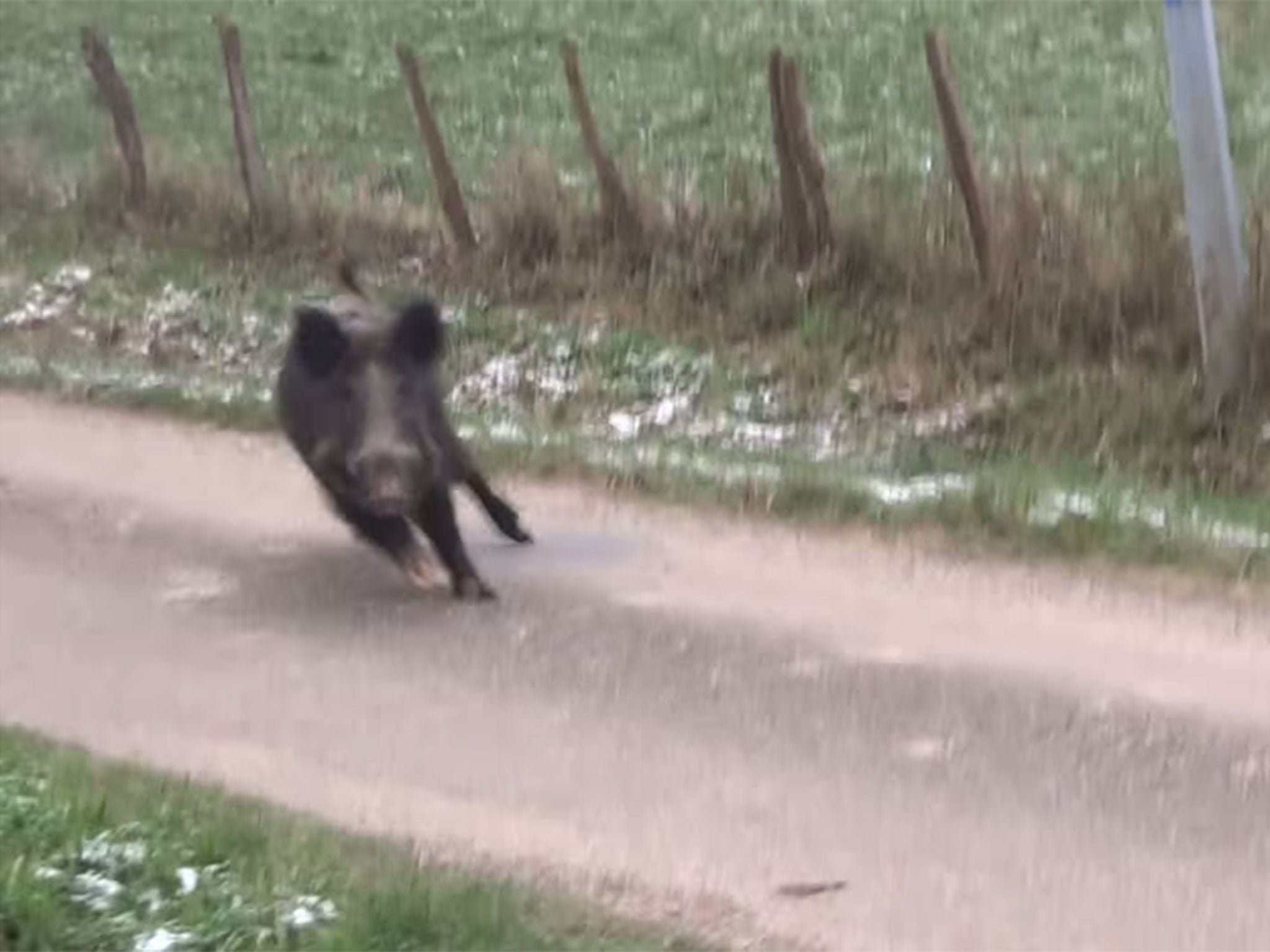 With a sudden change of direction, the boar heads straight for the filming couple