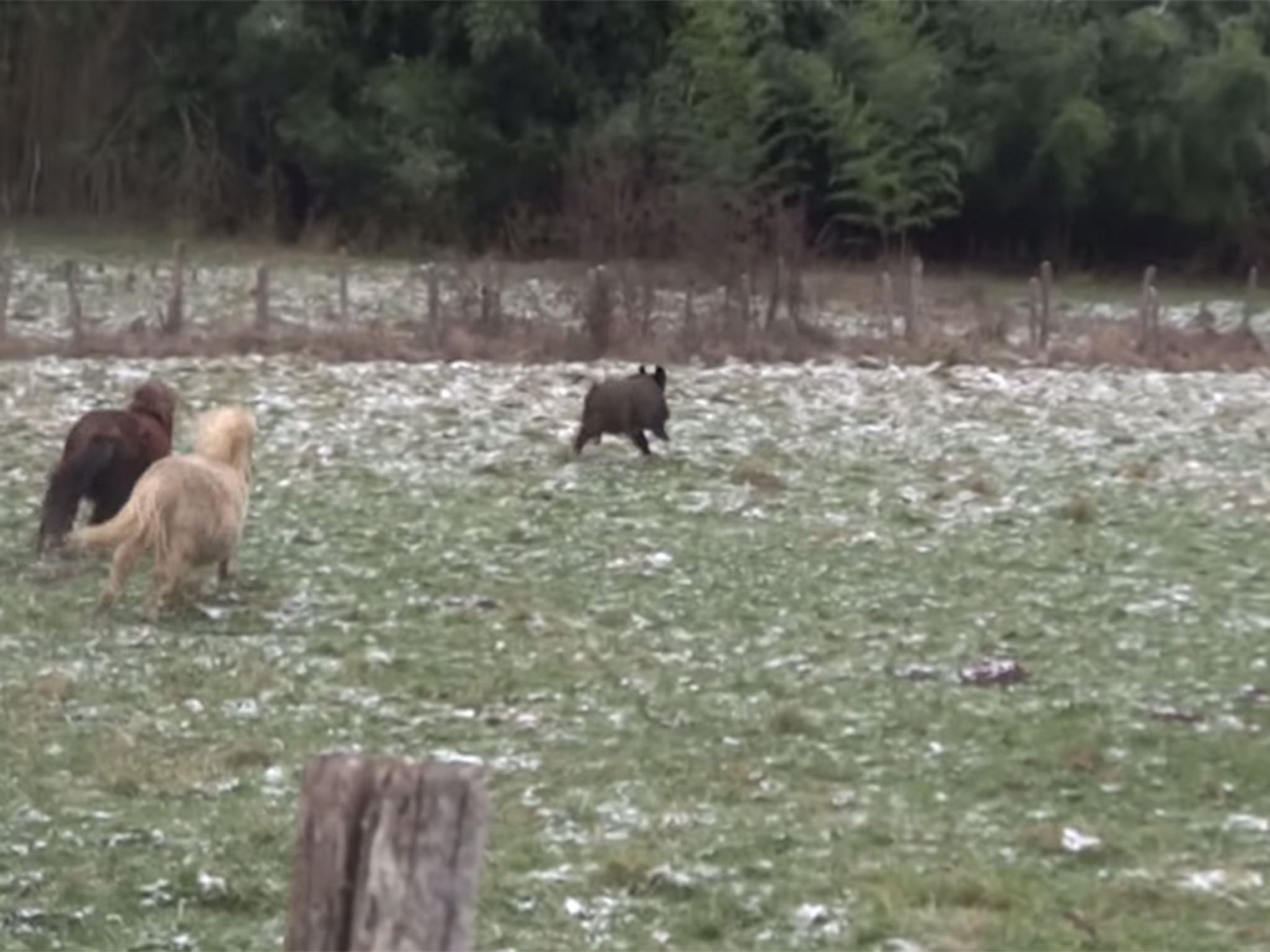 The boar heads across the field with ponies in pursuit