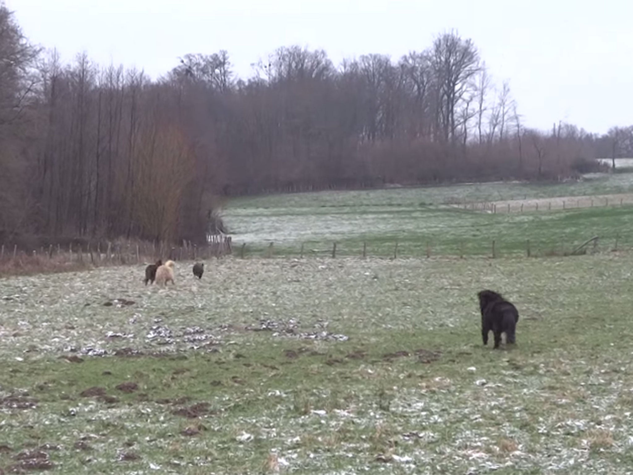 And the boar runs off into the distance, with a third pony making a half-hearted attempt to get involved