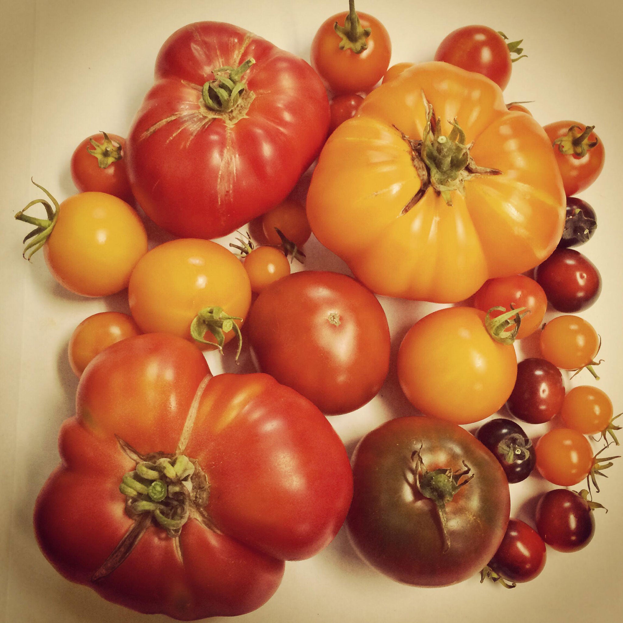 Colourful: A selection of heirloom tomatoes